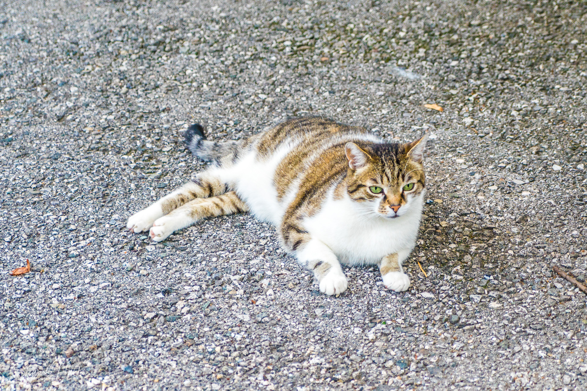 Kochel am See and Walcehsee and Walgau 03814
