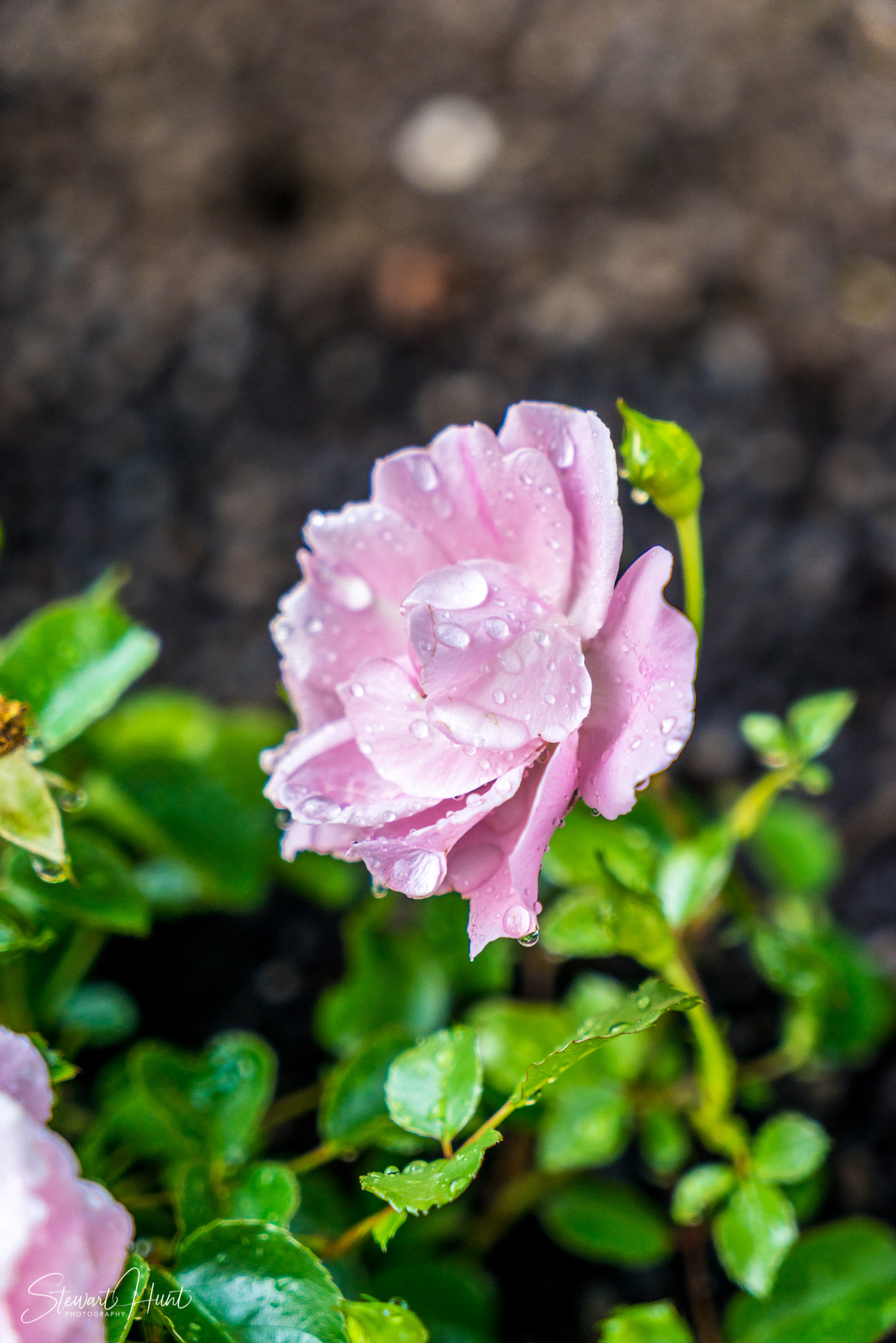 Kochel am See and Walcehsee and Walgau 03817