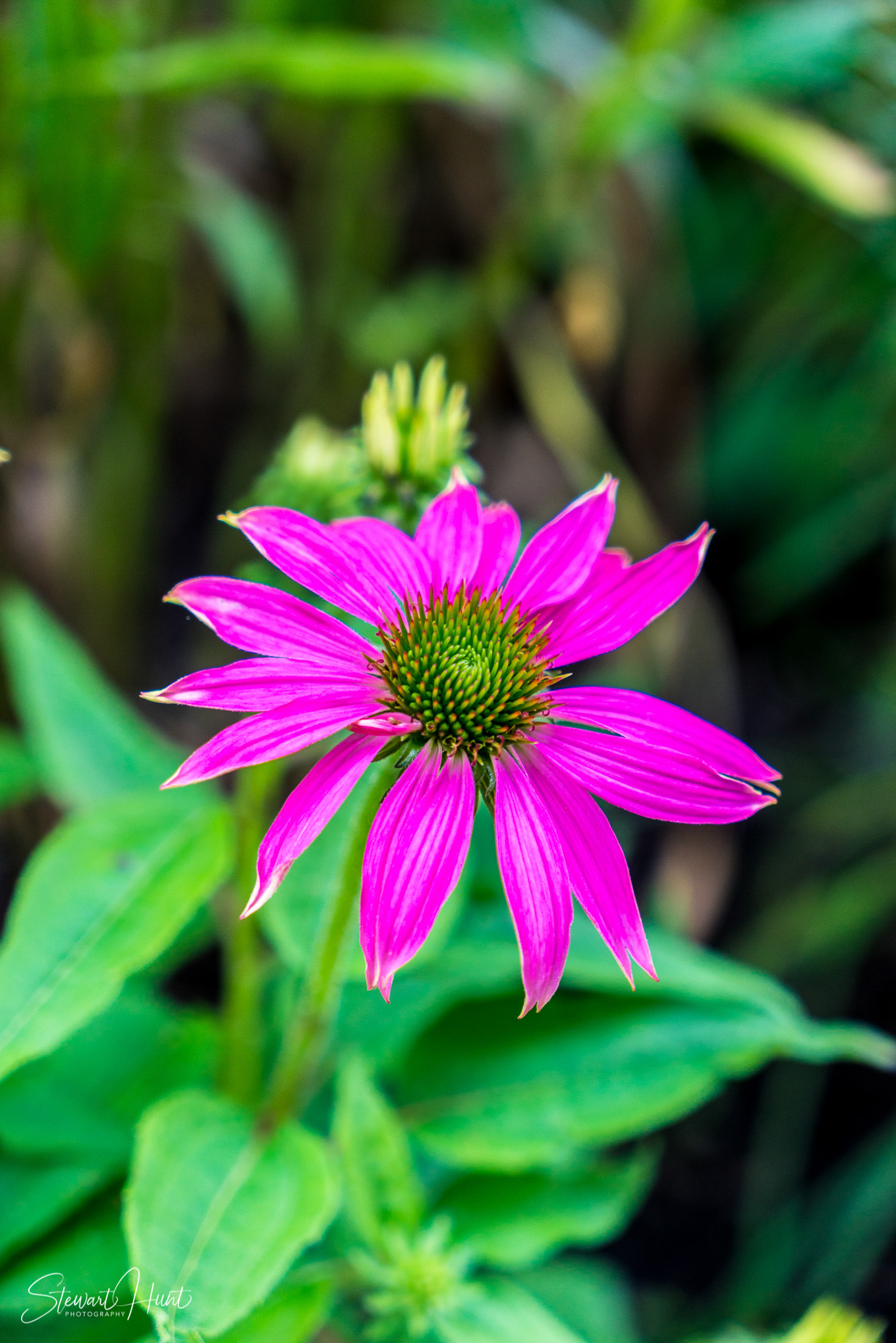 Kochel am See and Walcehsee and Walgau 03855