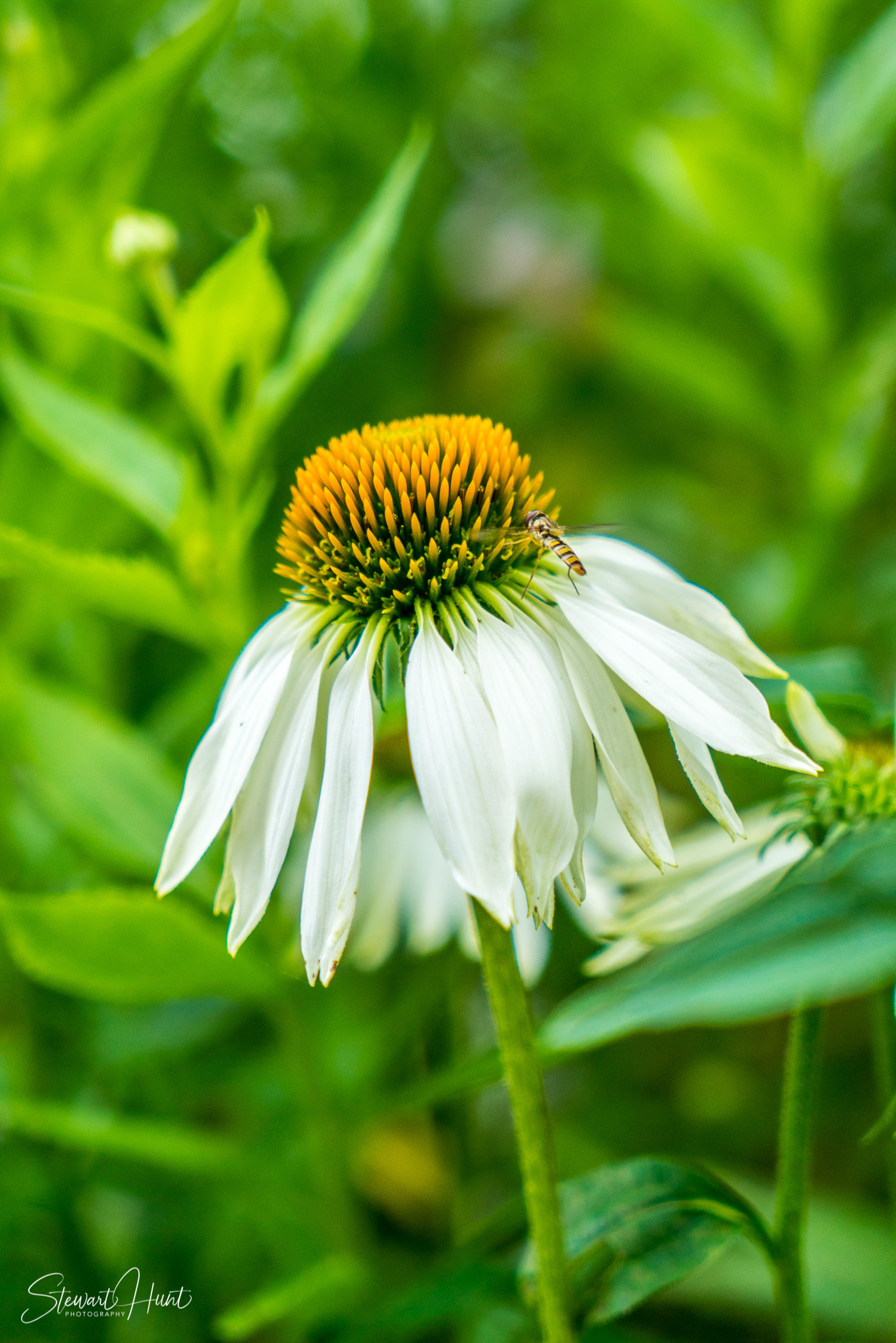 Kochel am See and Walcehsee and Walgau 03858