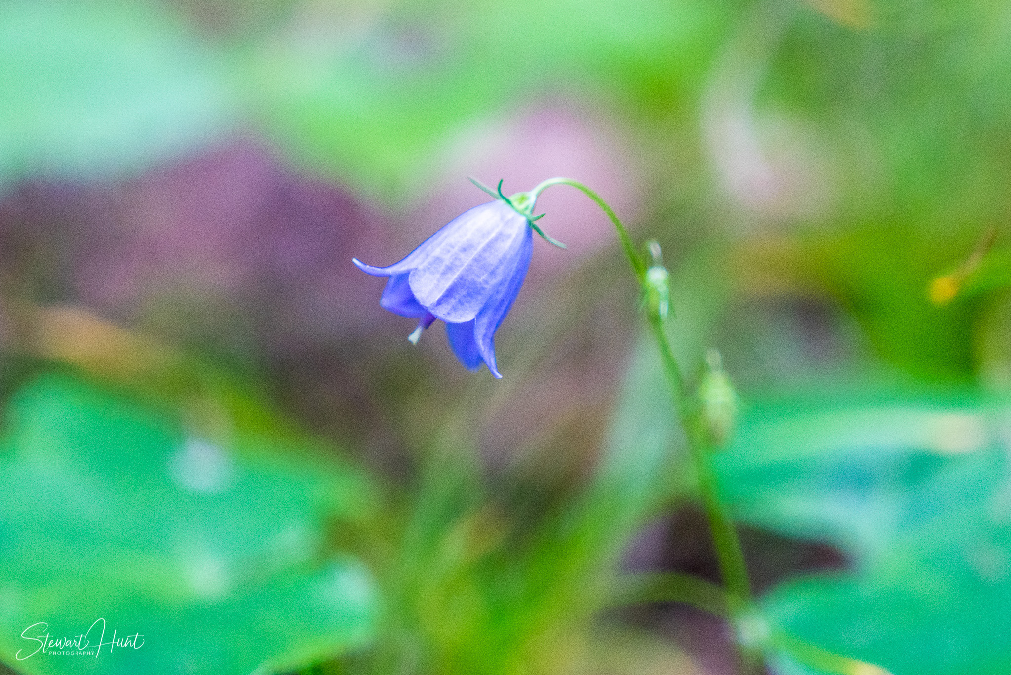 Neuschwanstein and Fussen 03991