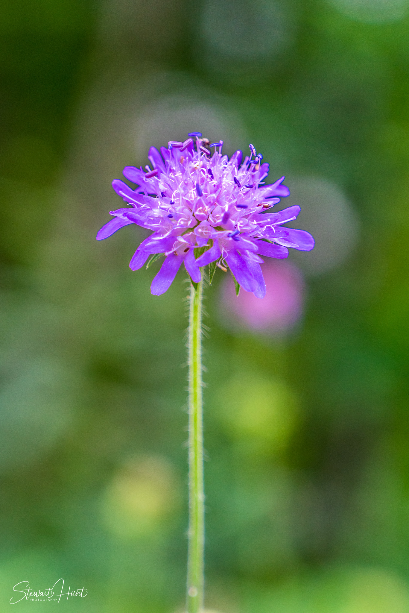 Neuschwanstein and Fussen 04009