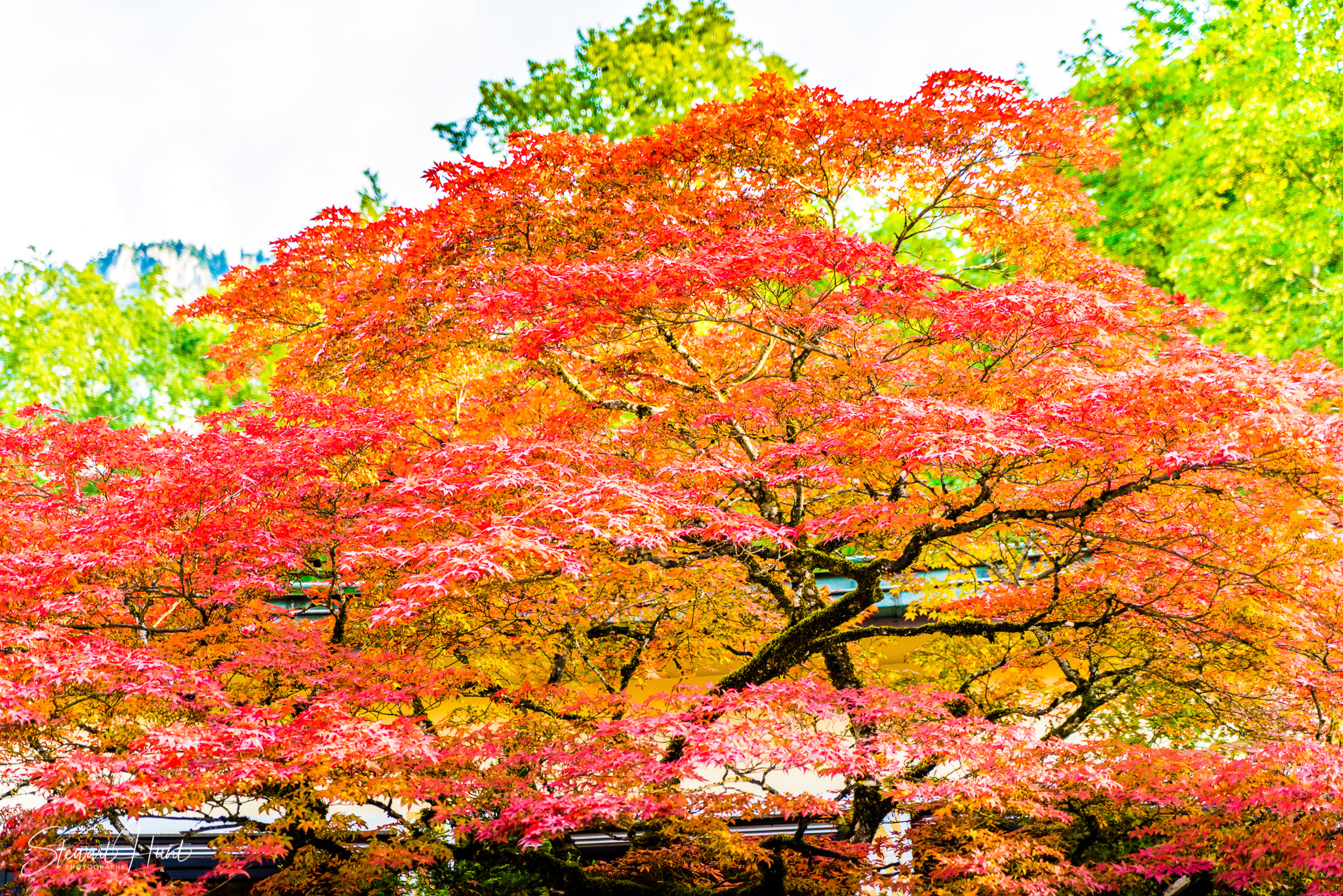 Neuschwanstein and Fussen 04032
