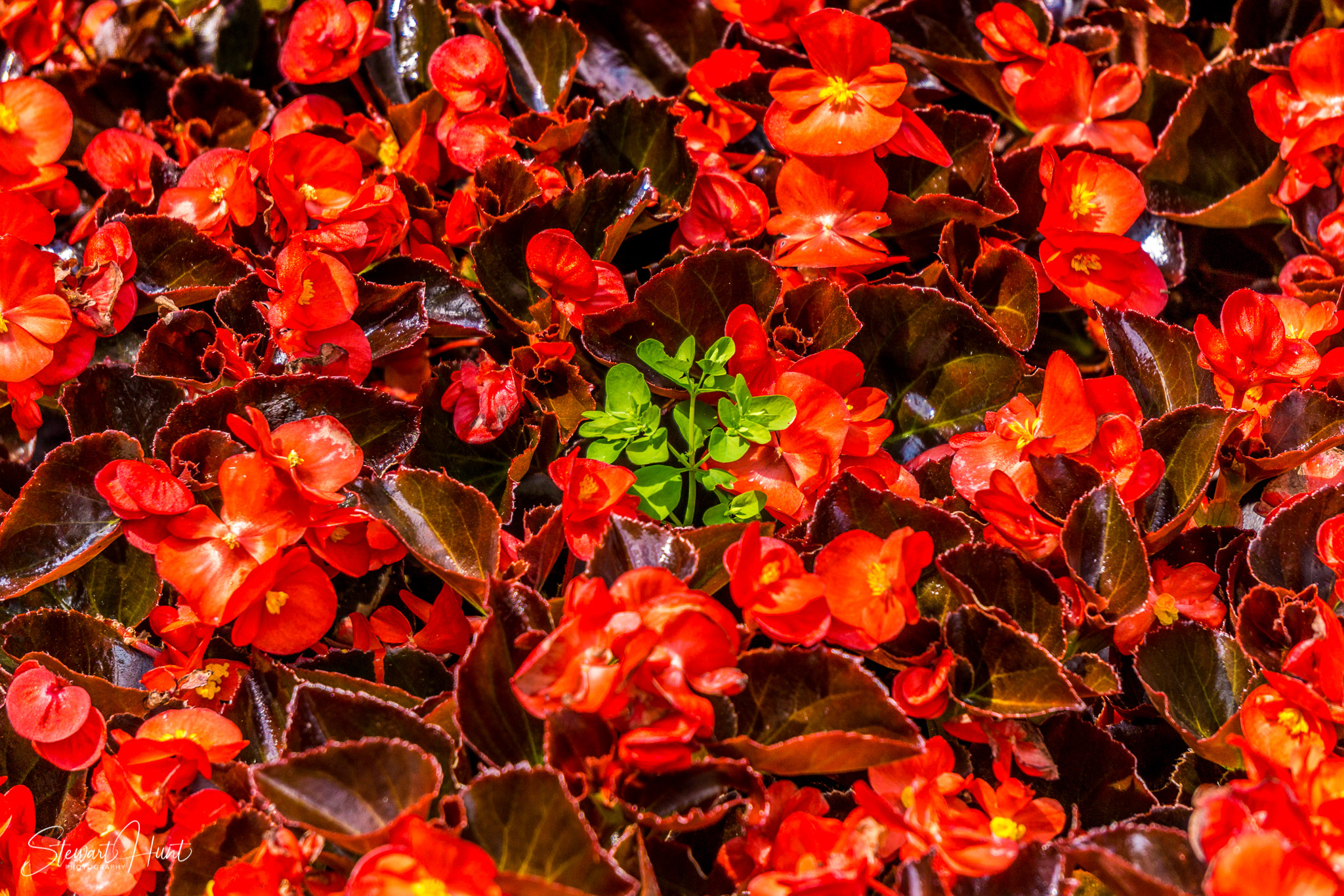 Oberammergau and Ettal and Tegernsee 0190