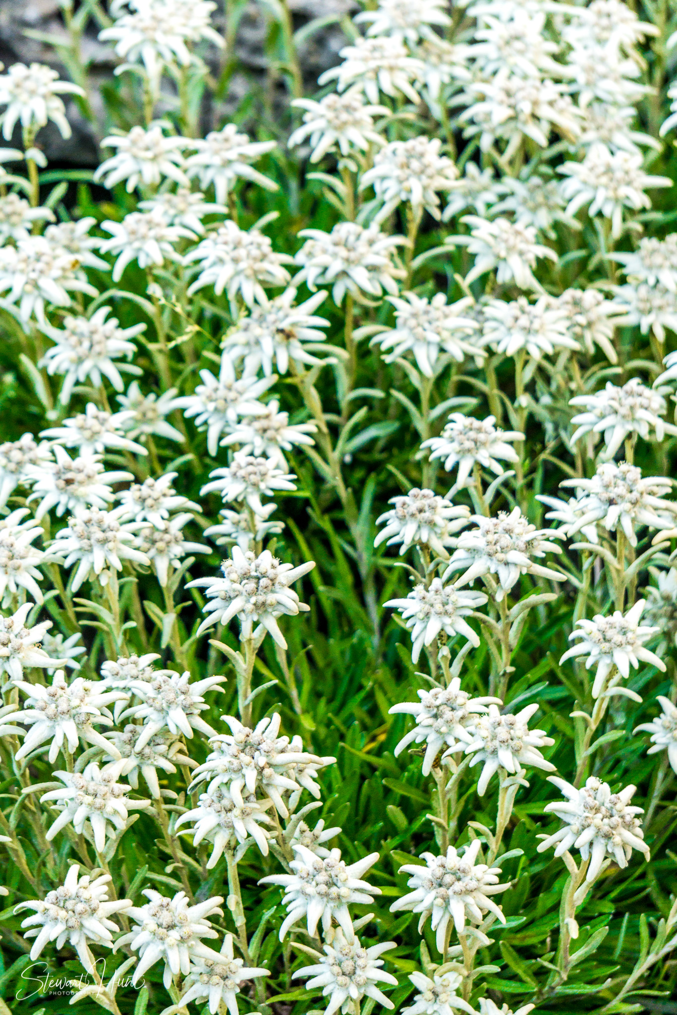 Oberammergau and Ettal and Tegernsee 0249