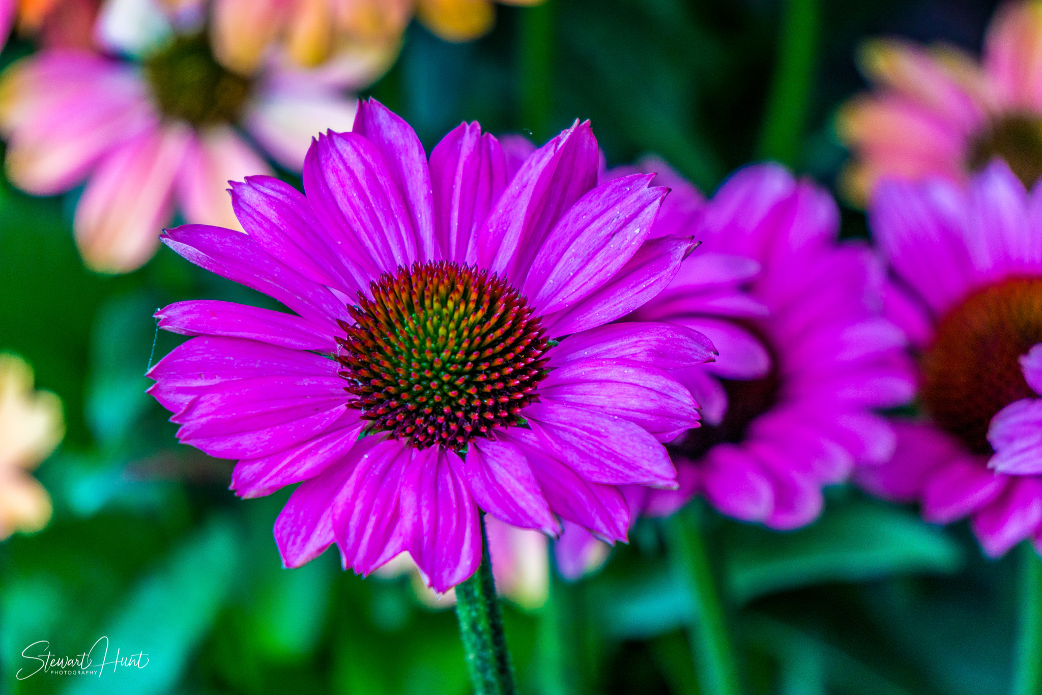 Hintersee and Berchtesgaden and Rossfeldstrasse 1375