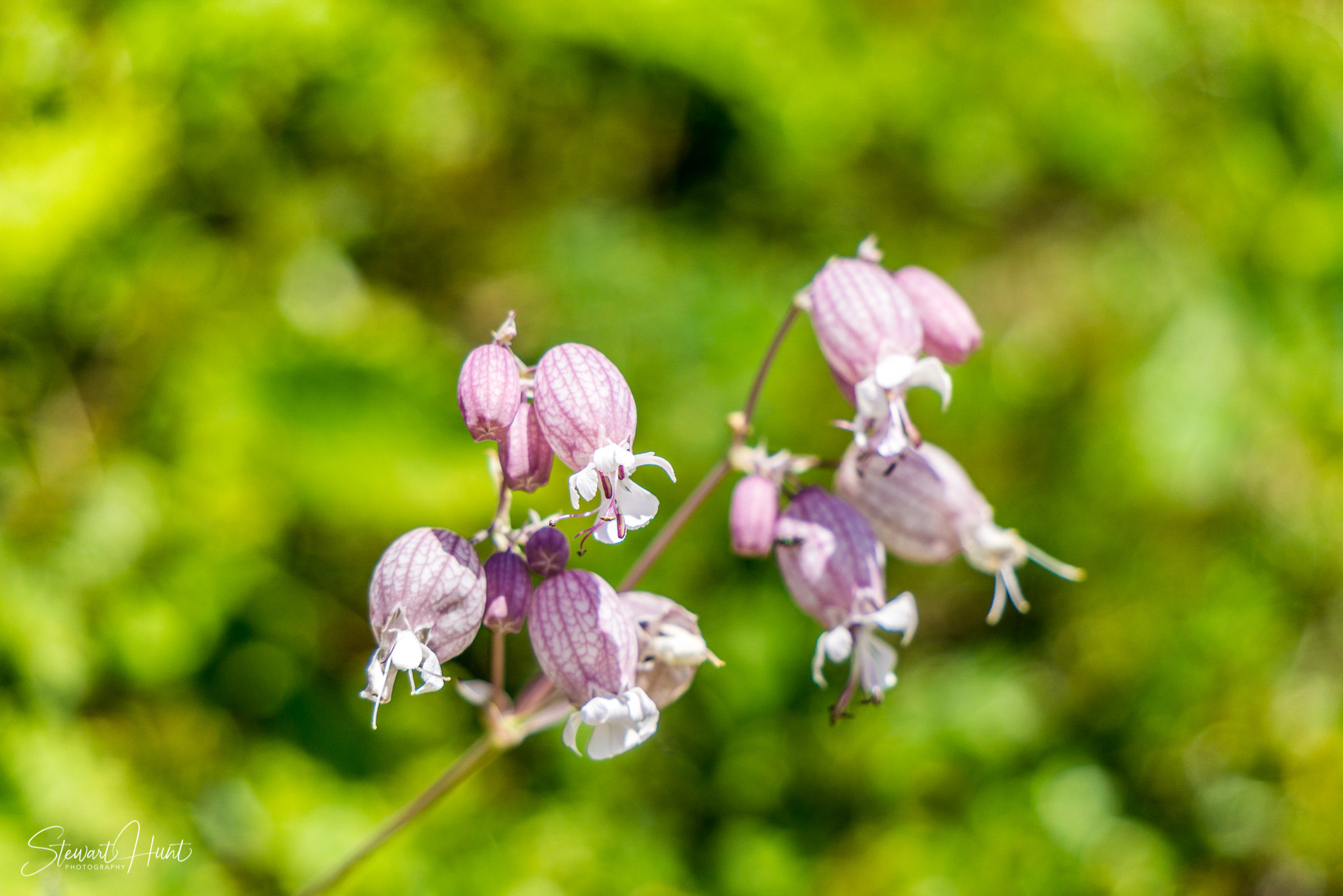 Konigssee and Obersee 1542