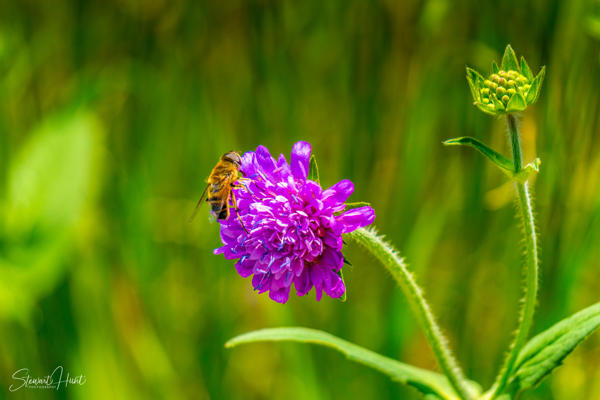 Konigssee and Obersee 1620
