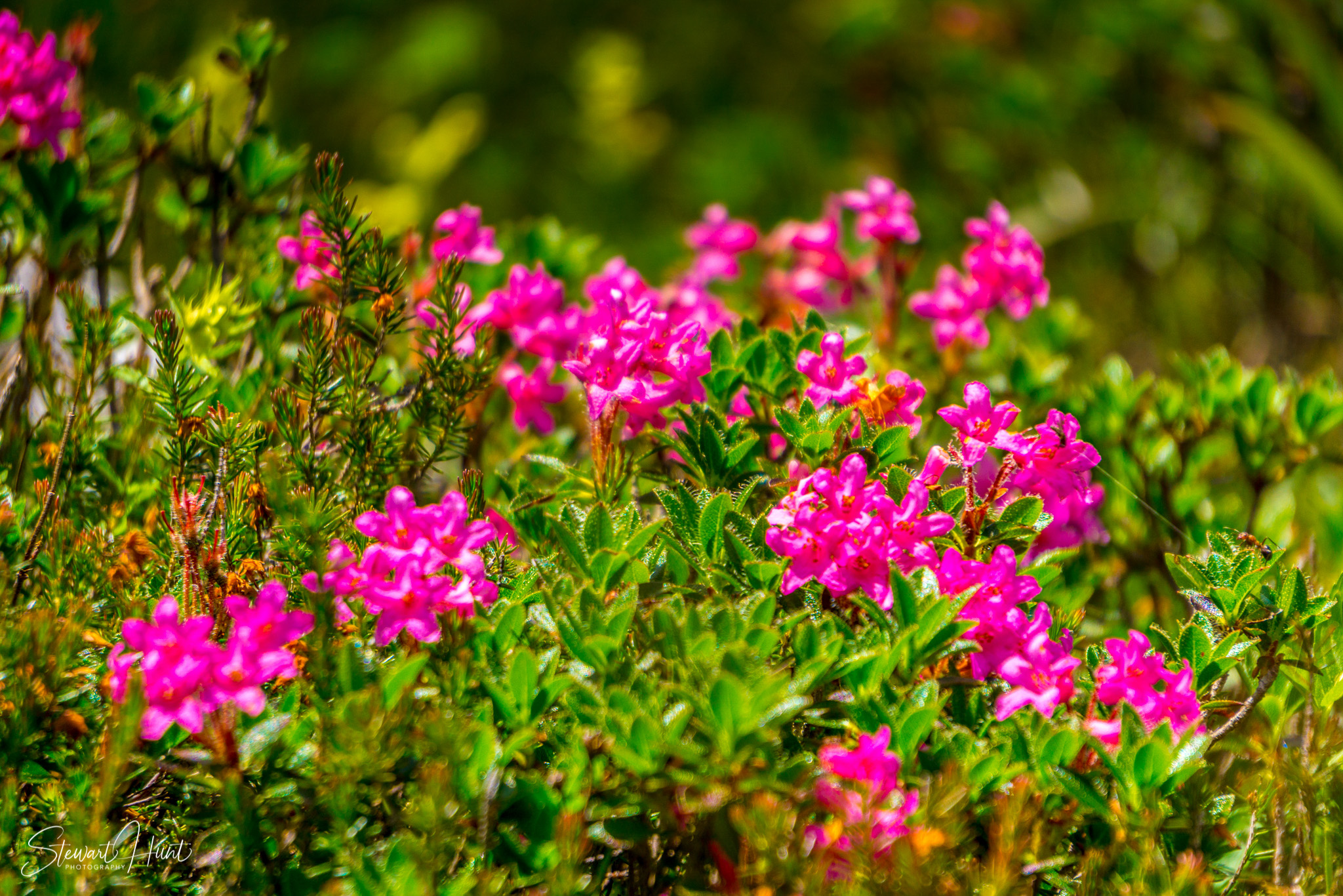 Konigssee and Obersee 1626