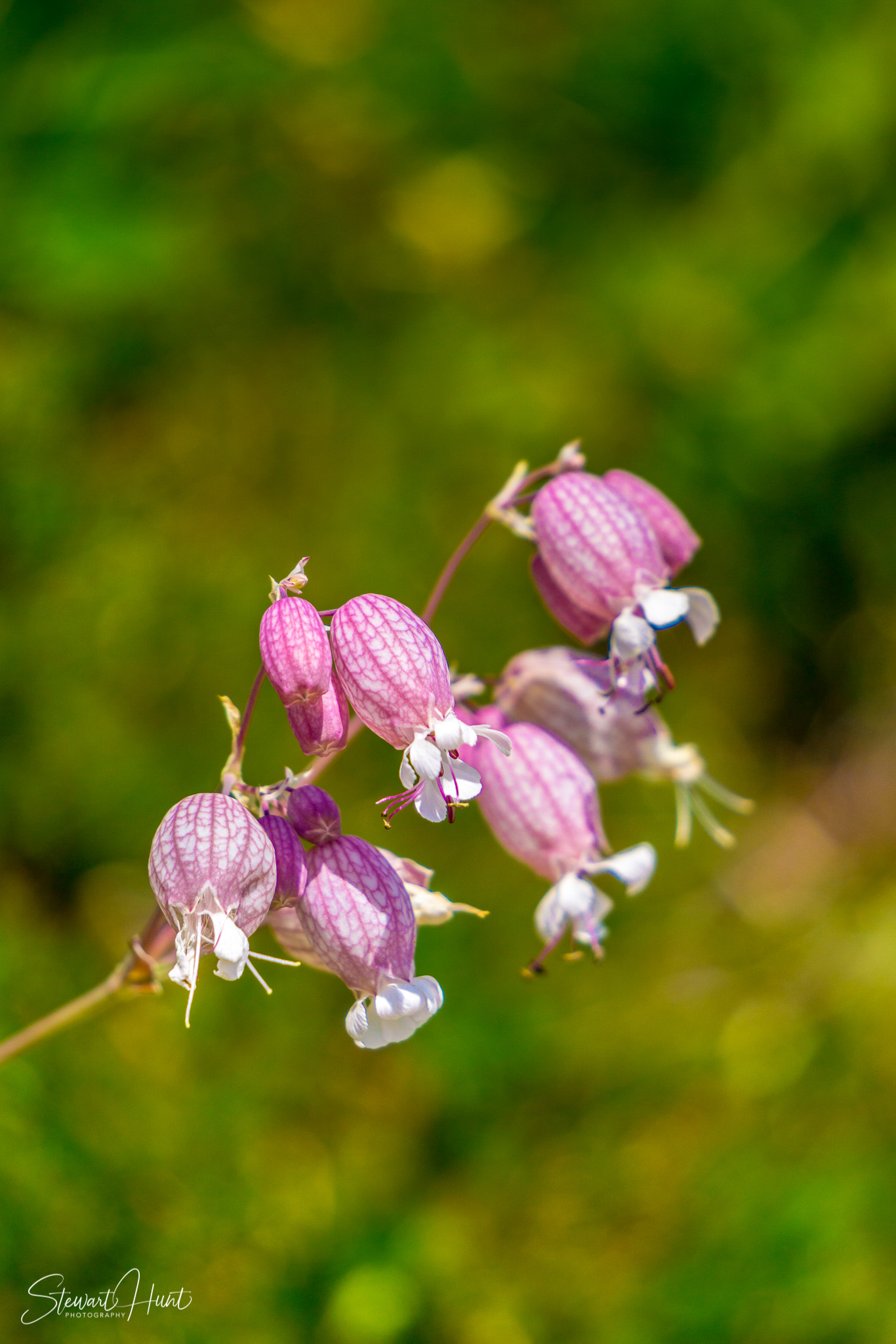 Konigssee and Obersee 1630