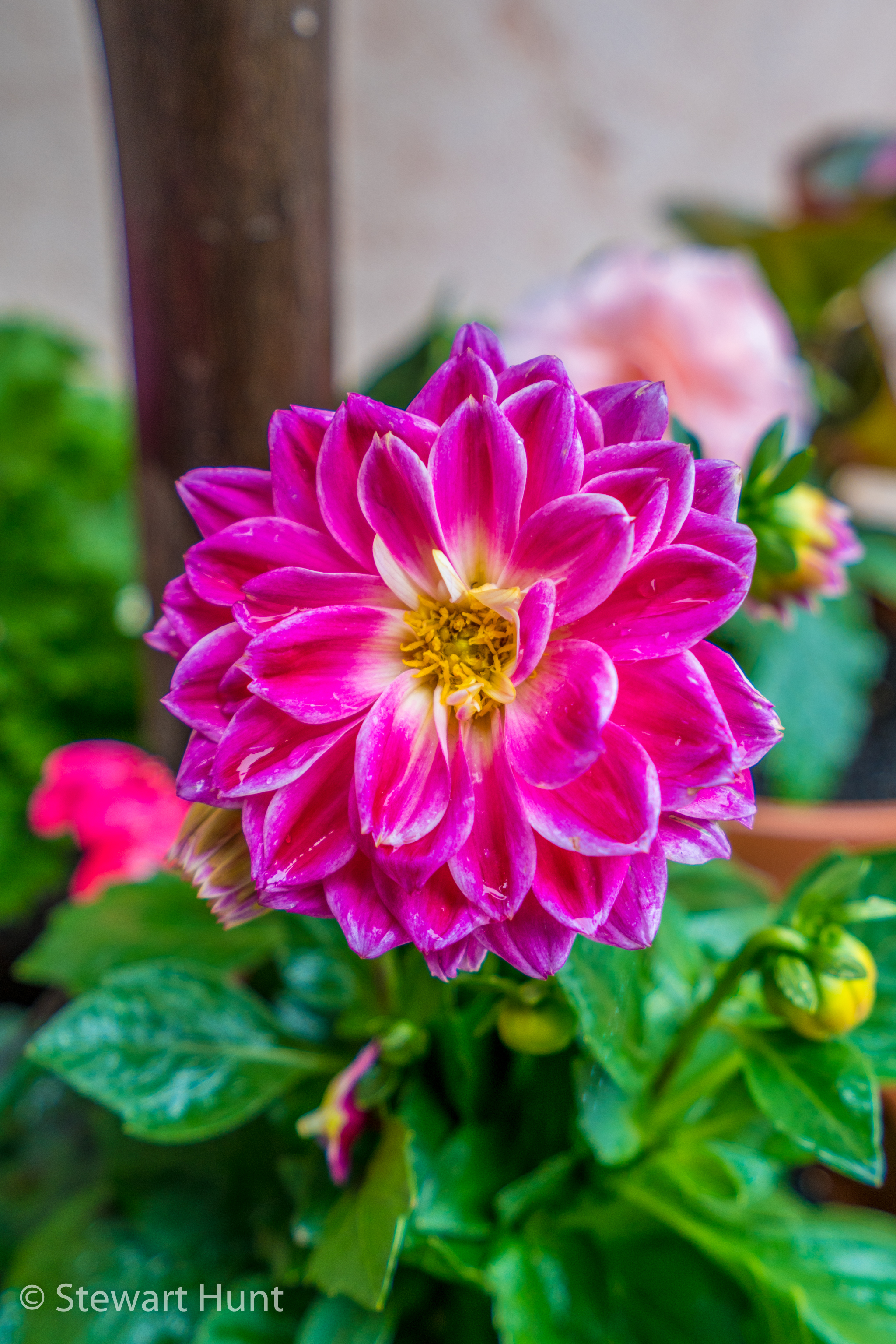 Budapest 2017 A7RII 8360