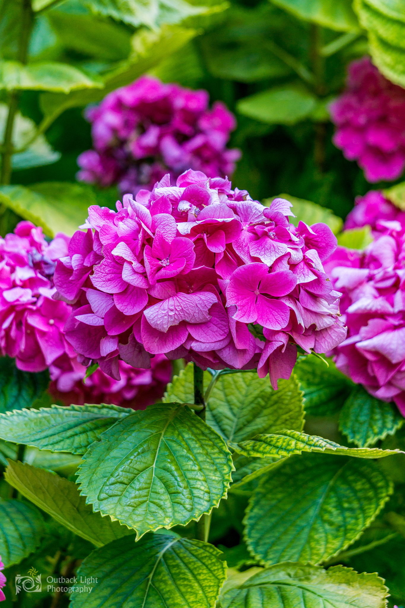 Italy 2016 A6000 6033