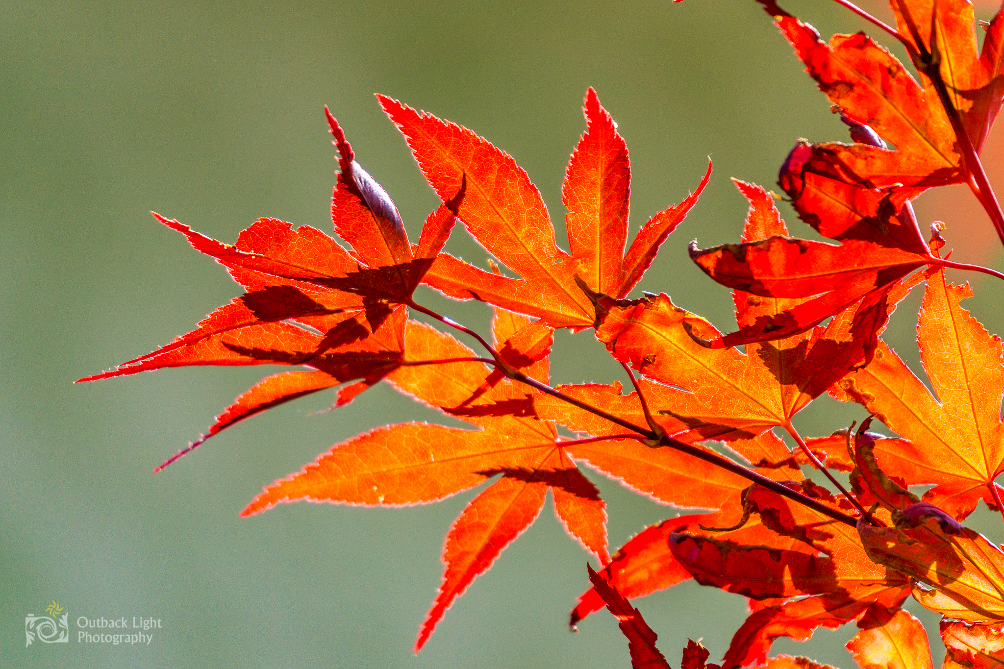 Italy 2016 A6000 6044