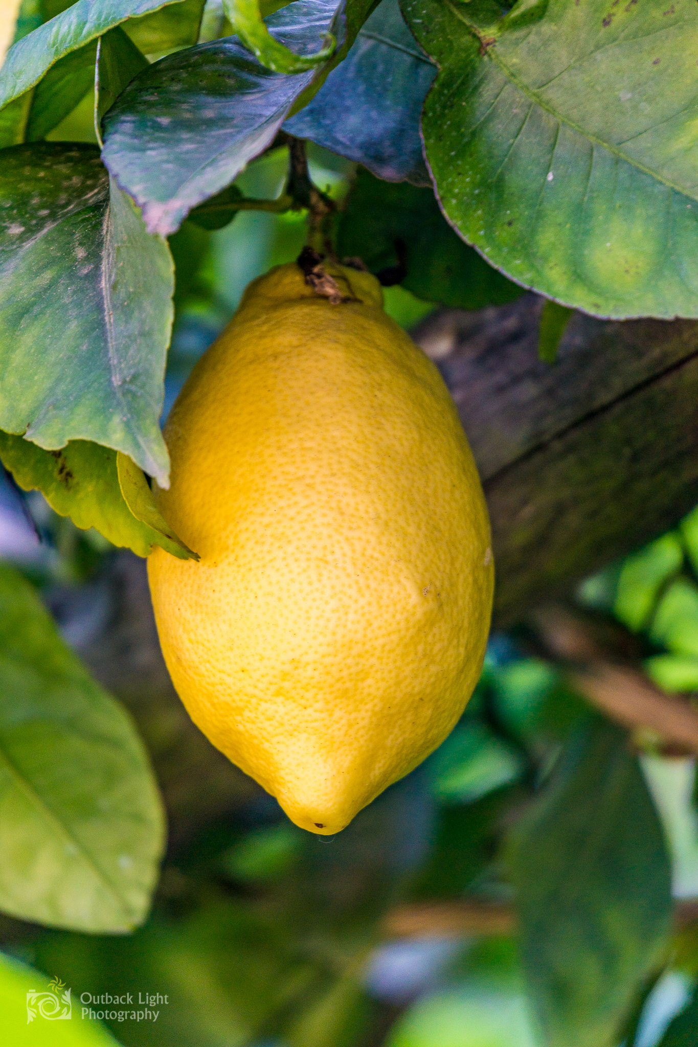 Italy 2016 A6000 6063