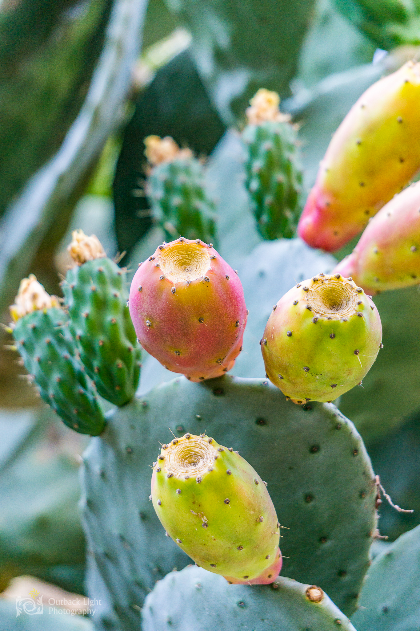 Italy 2016 A6000 6075