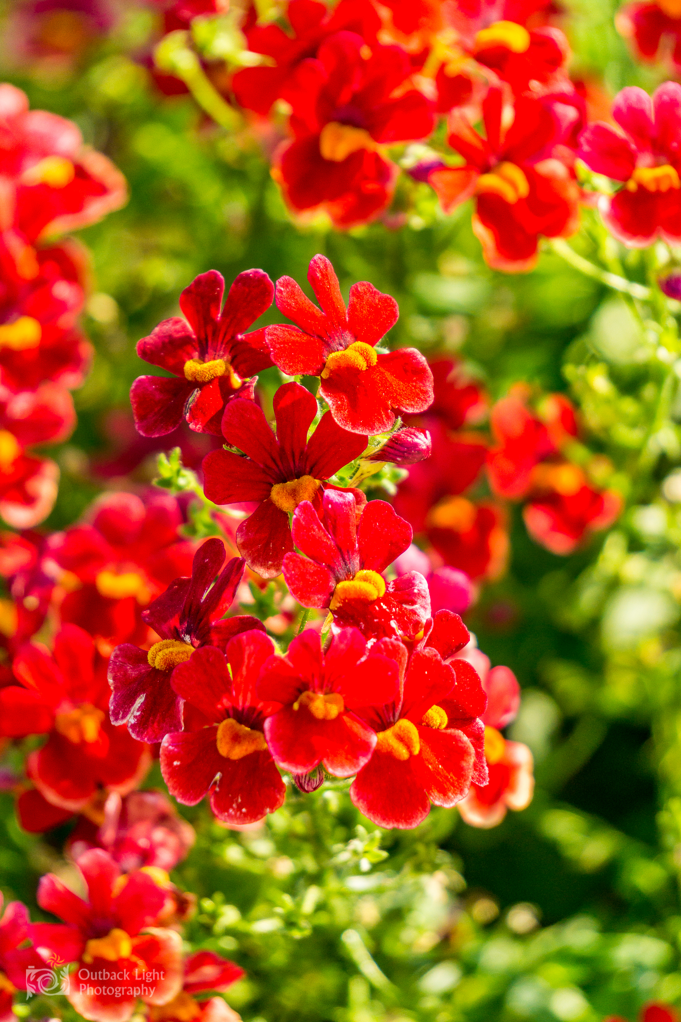 Italy 2016 A6000 6119