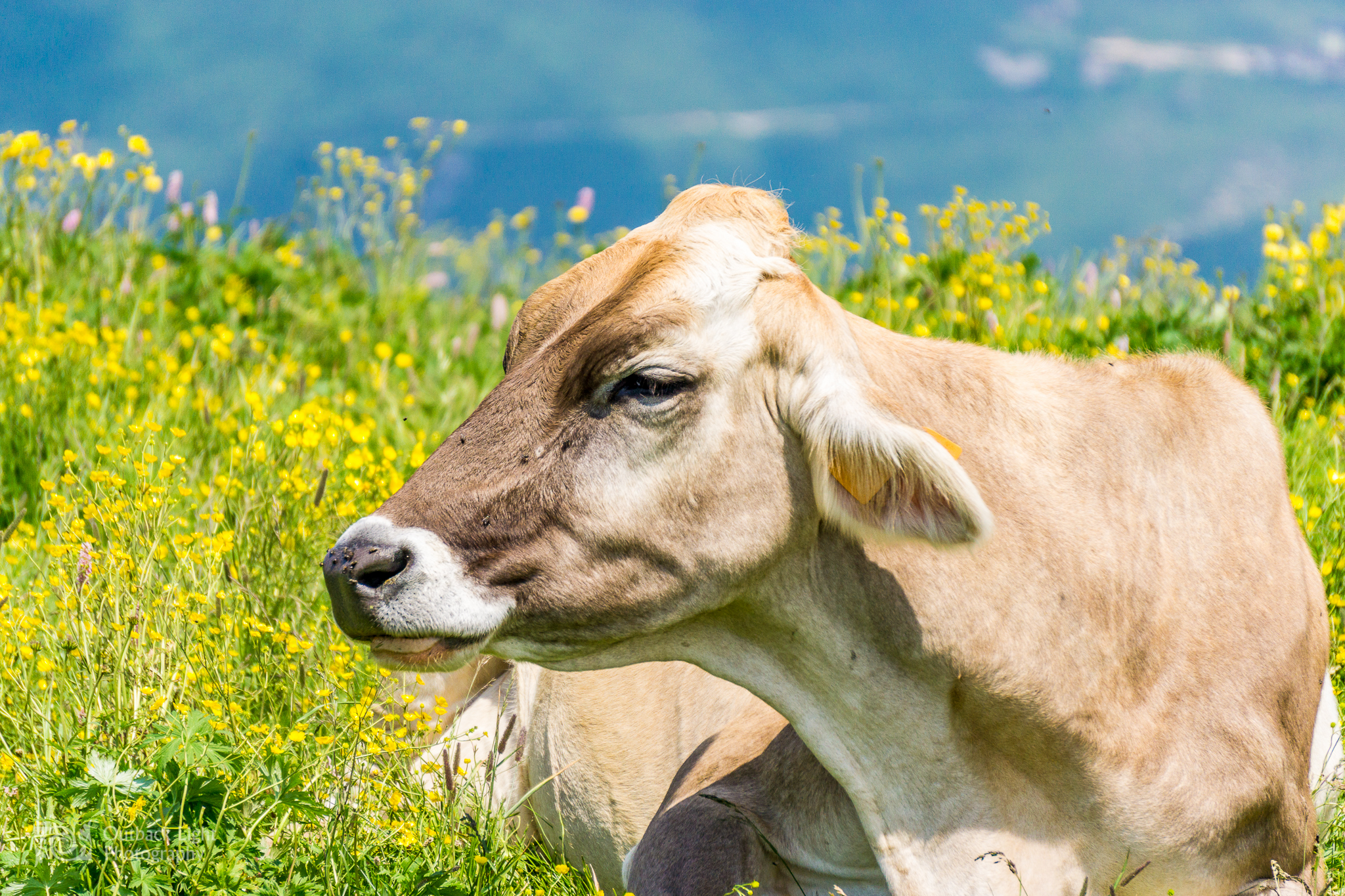 Italy 2016 A6000 6146