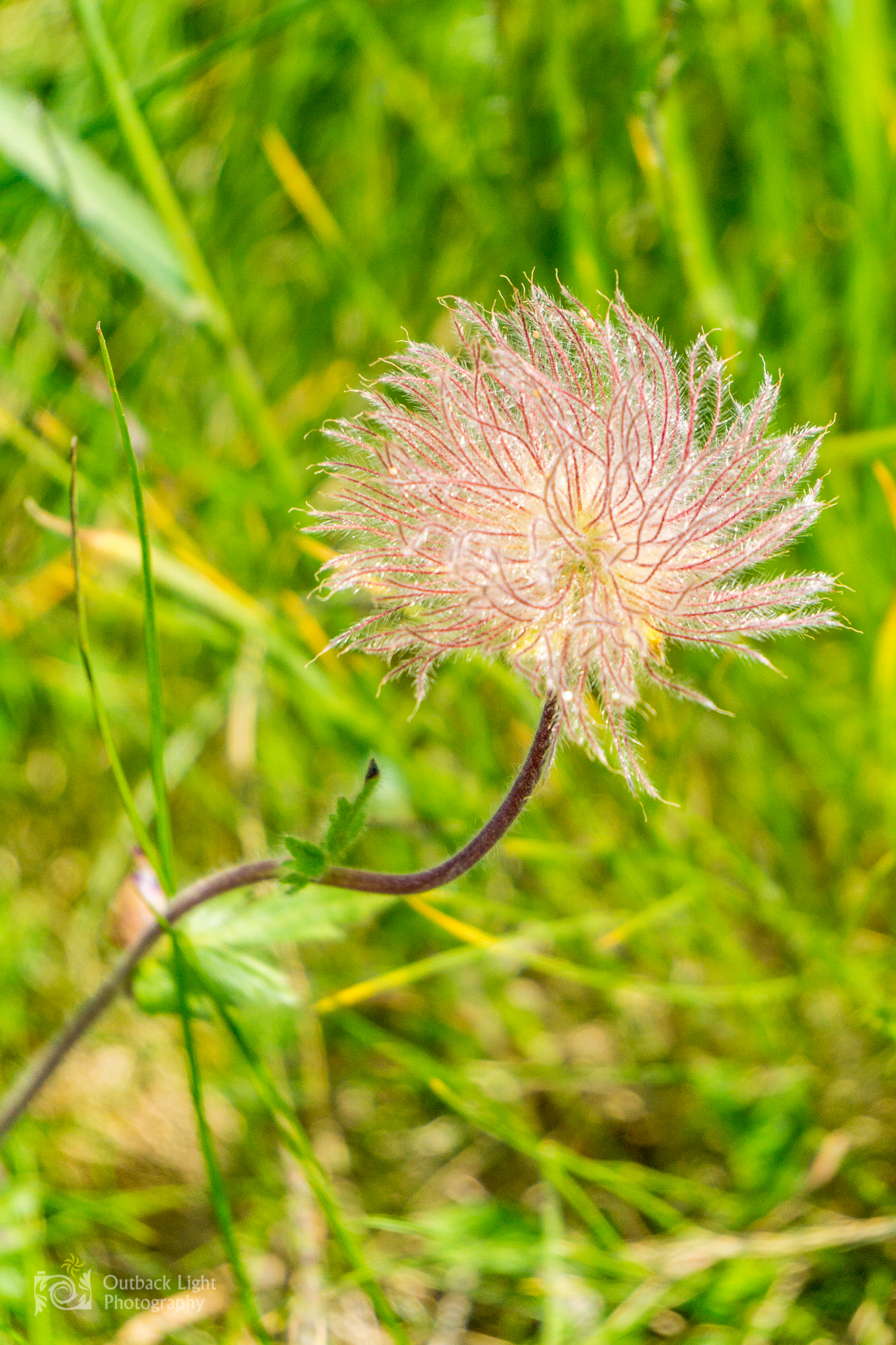 Italy 2016 A6000 6187