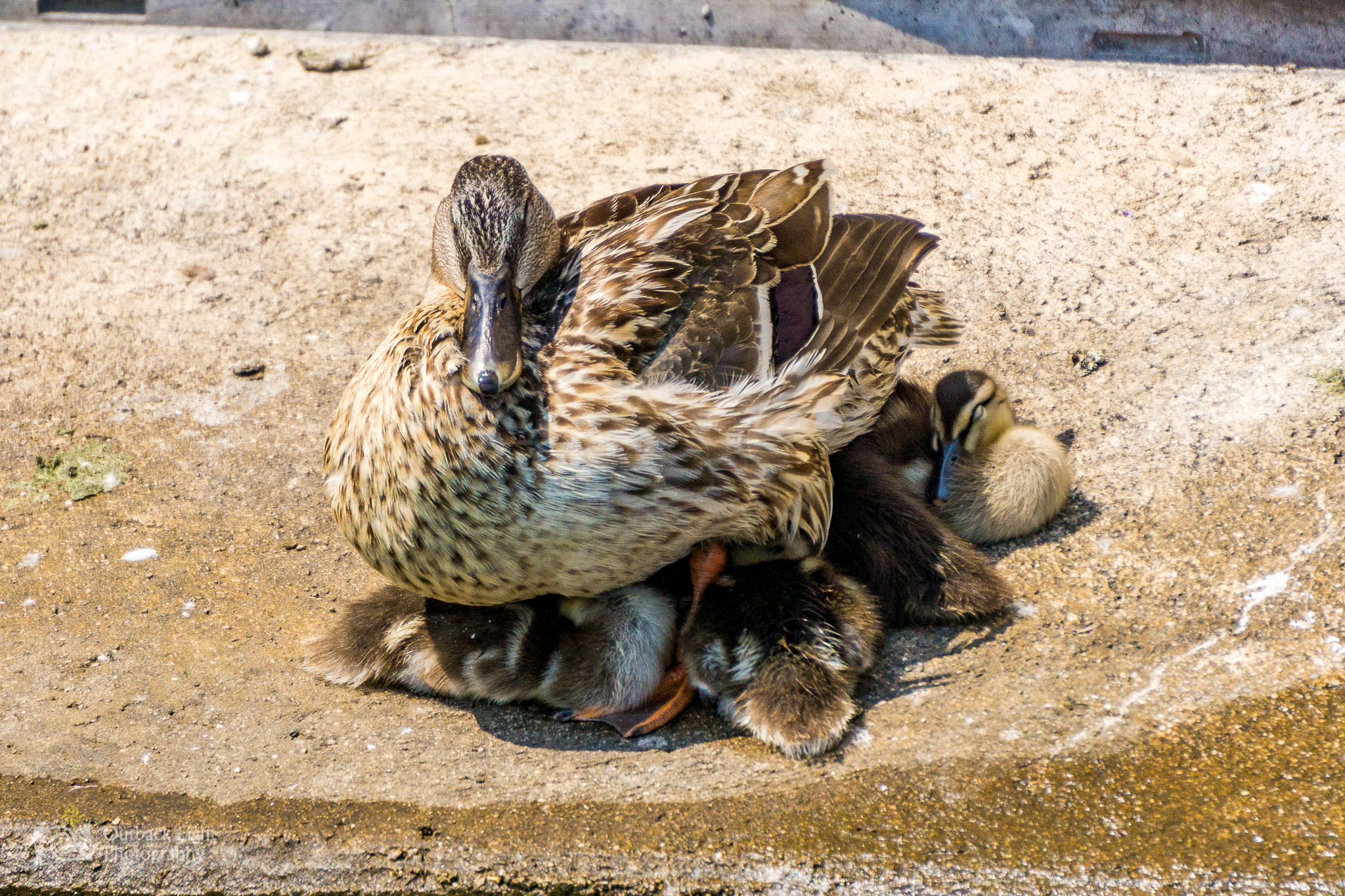 Italy 2016 A6000 6239