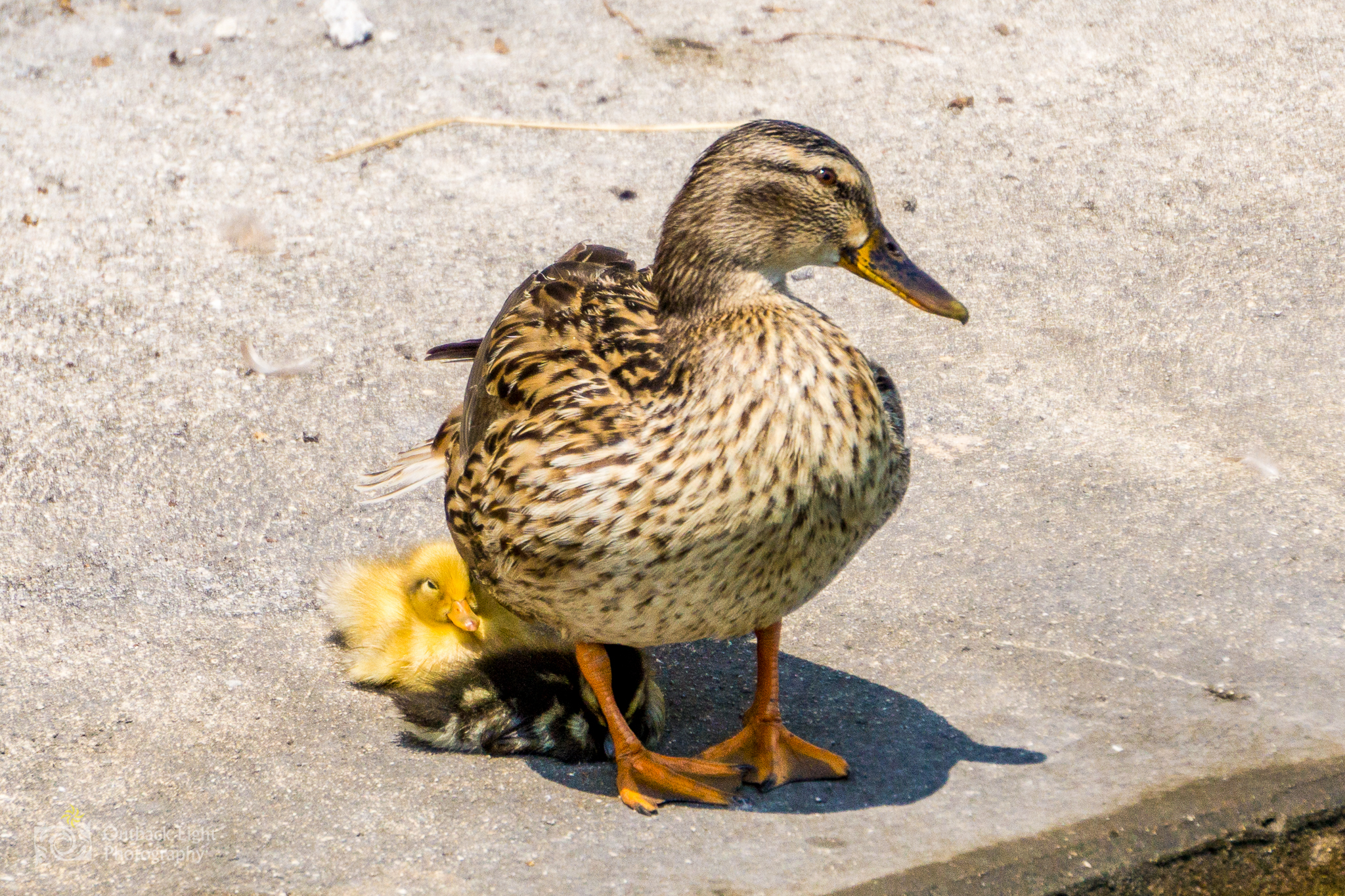 Italy 2016 A6000 6242