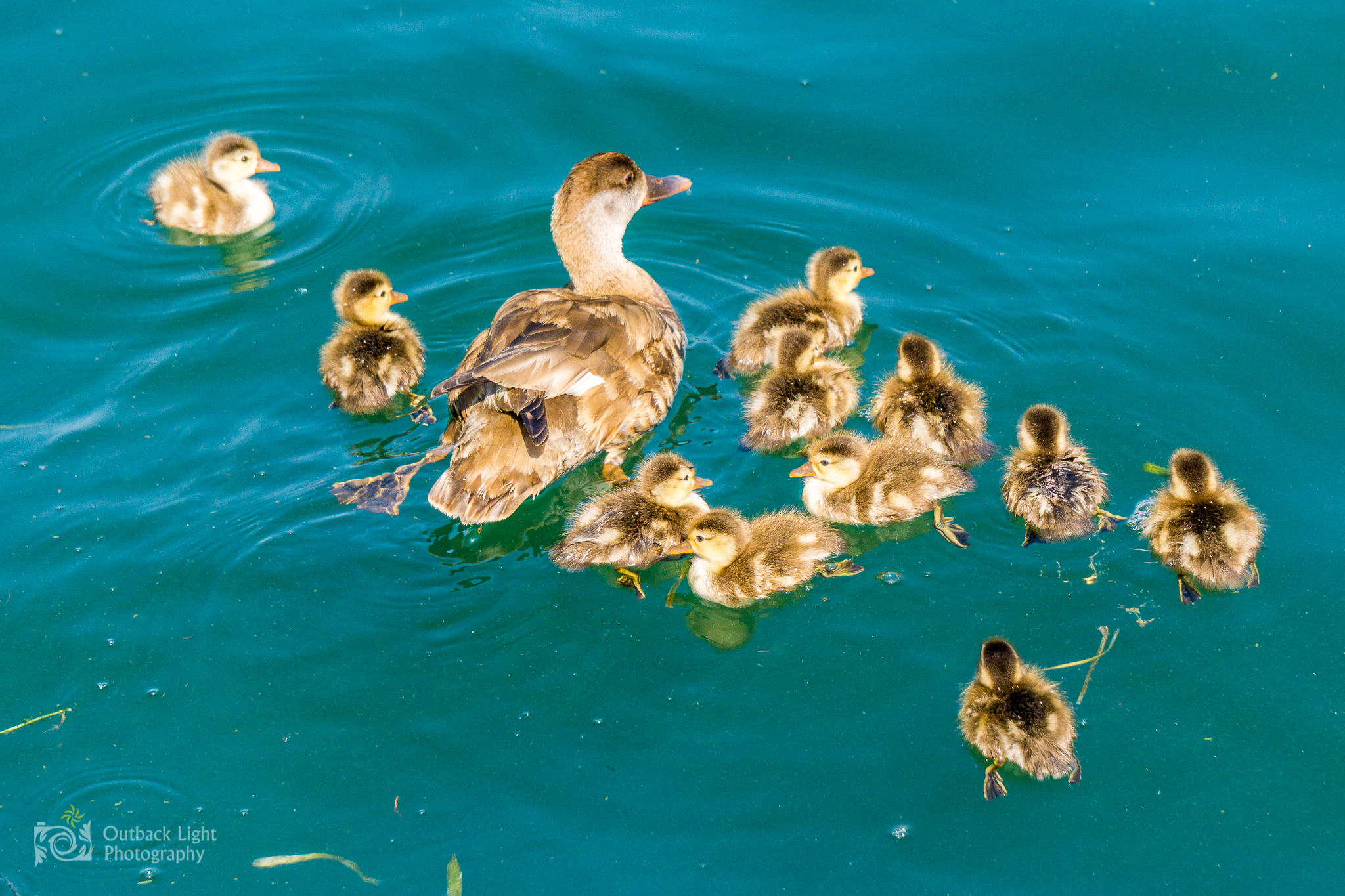 Italy 2016 A6000 6277