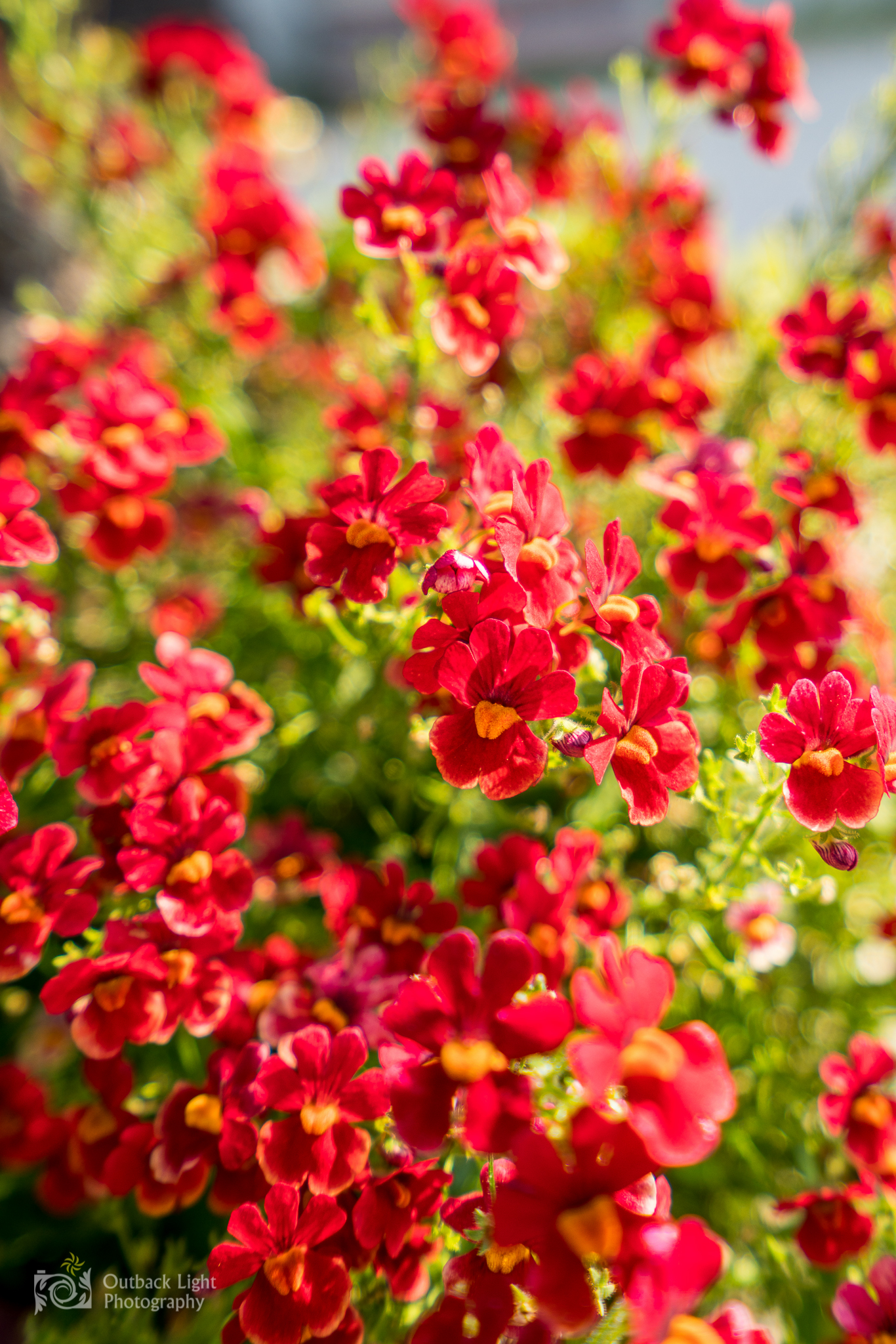 Italy 2016 A7RII 3483