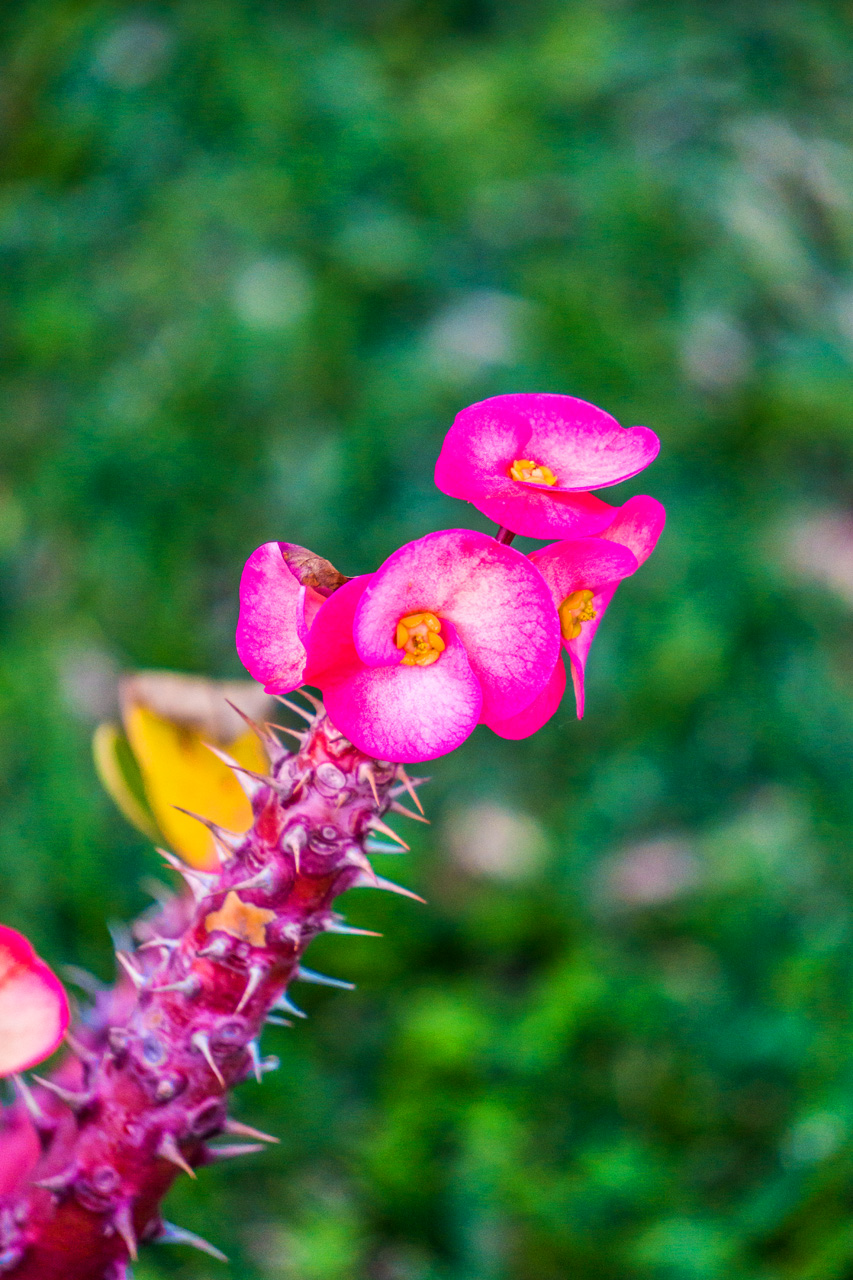 Pinar to La Herradura 7126