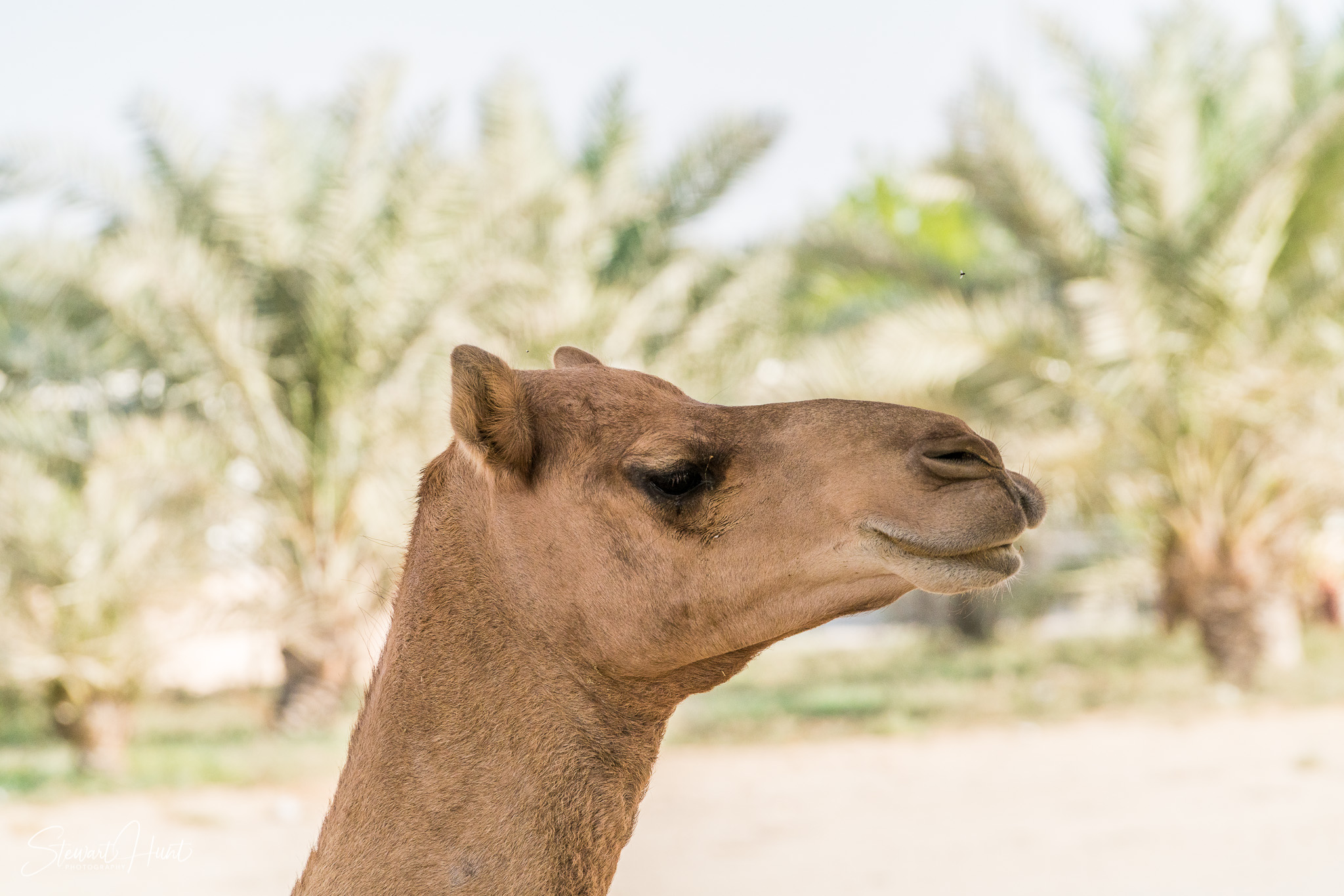 Ali Pottery Al Jazayer Camel Farm 5697