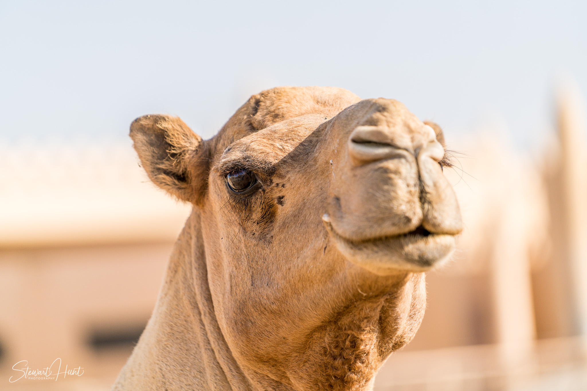 Ali Pottery Al Jazayer Camel Farm 5699