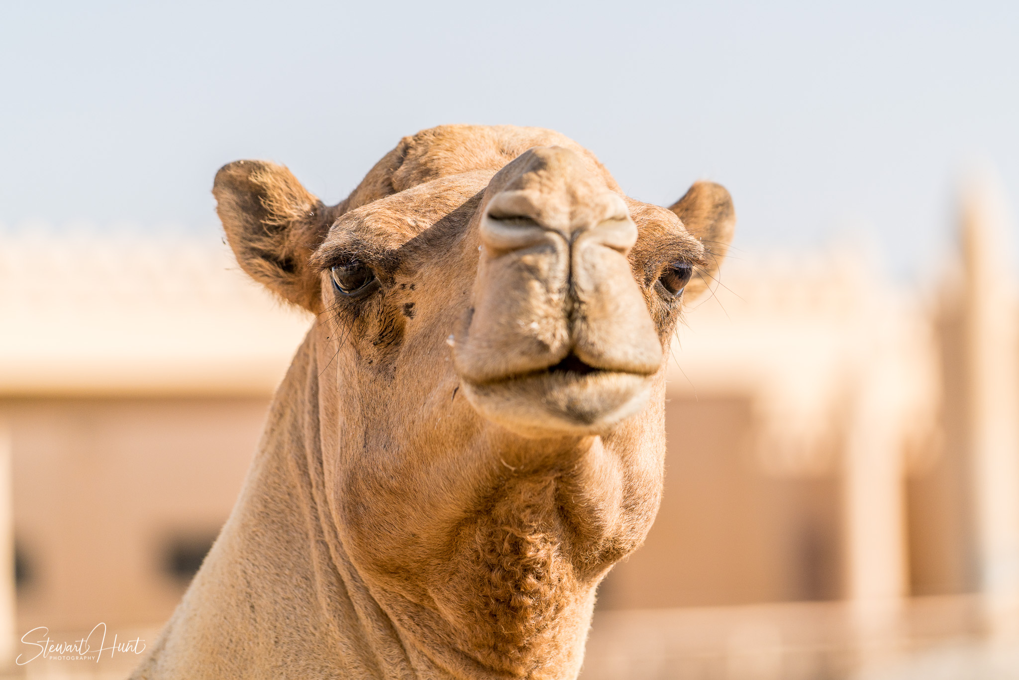 Ali Pottery Al Jazayer Camel Farm 5700