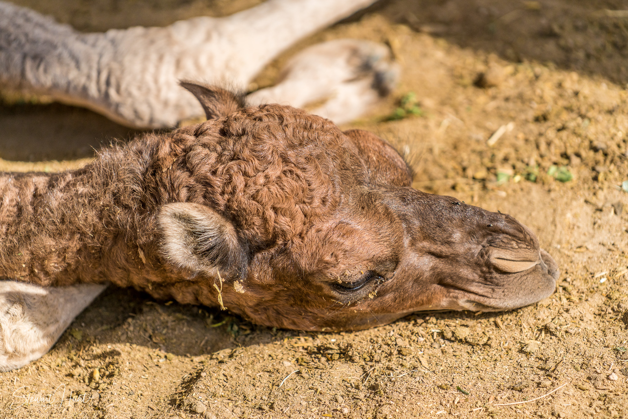 Ali Pottery Al Jazayer Camel Farm 5701