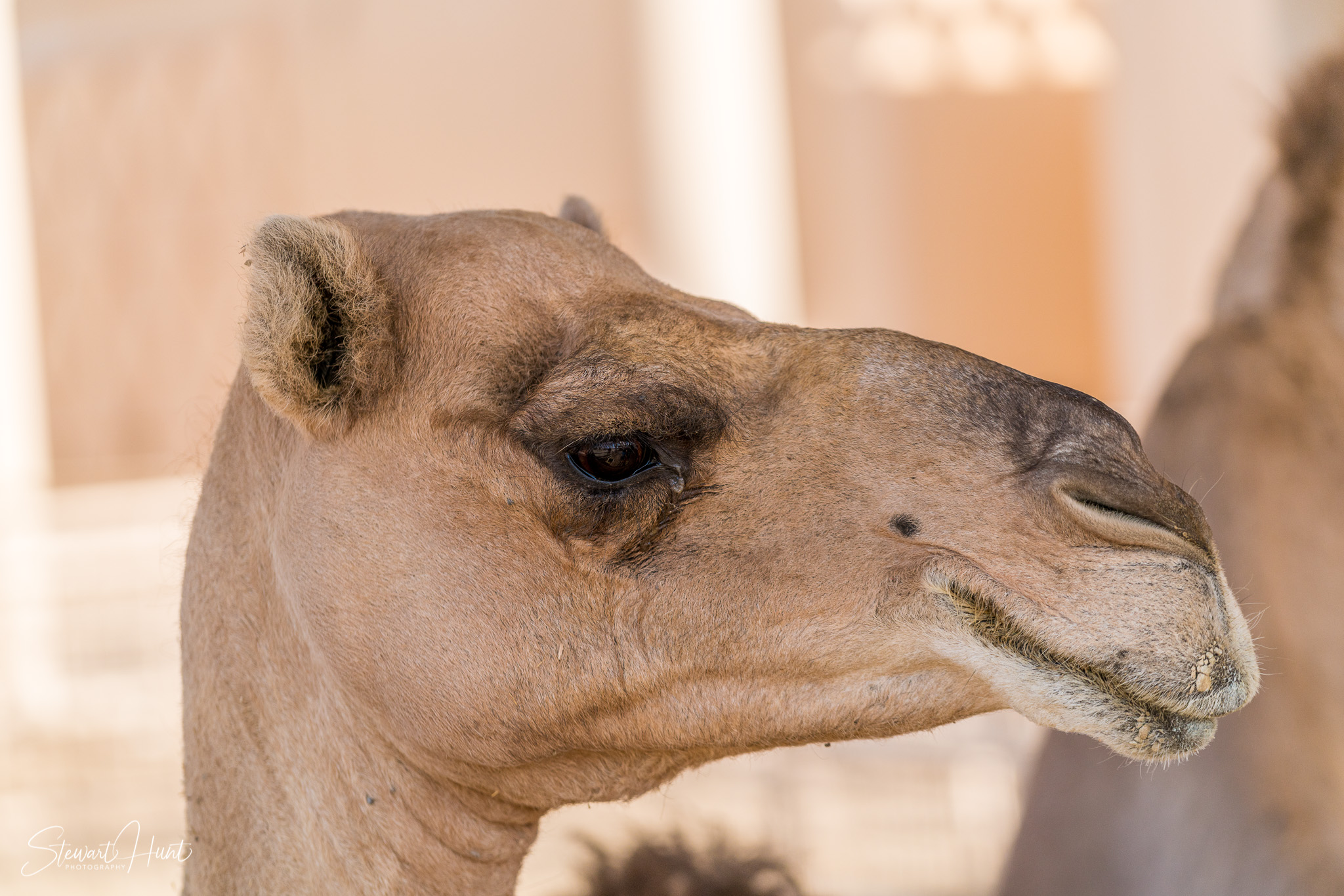 Ali Pottery Al Jazayer Camel Farm 5704