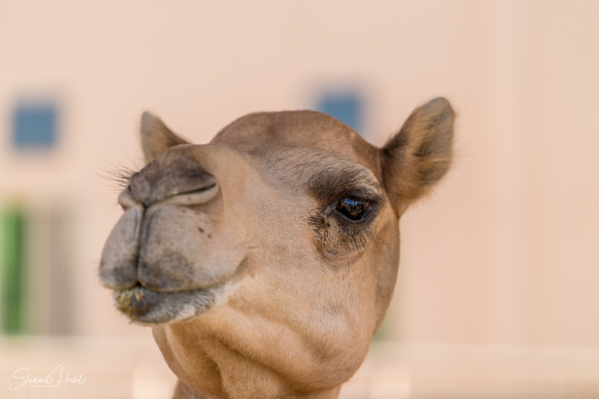 Ali Pottery Al Jazayer Camel Farm 5706