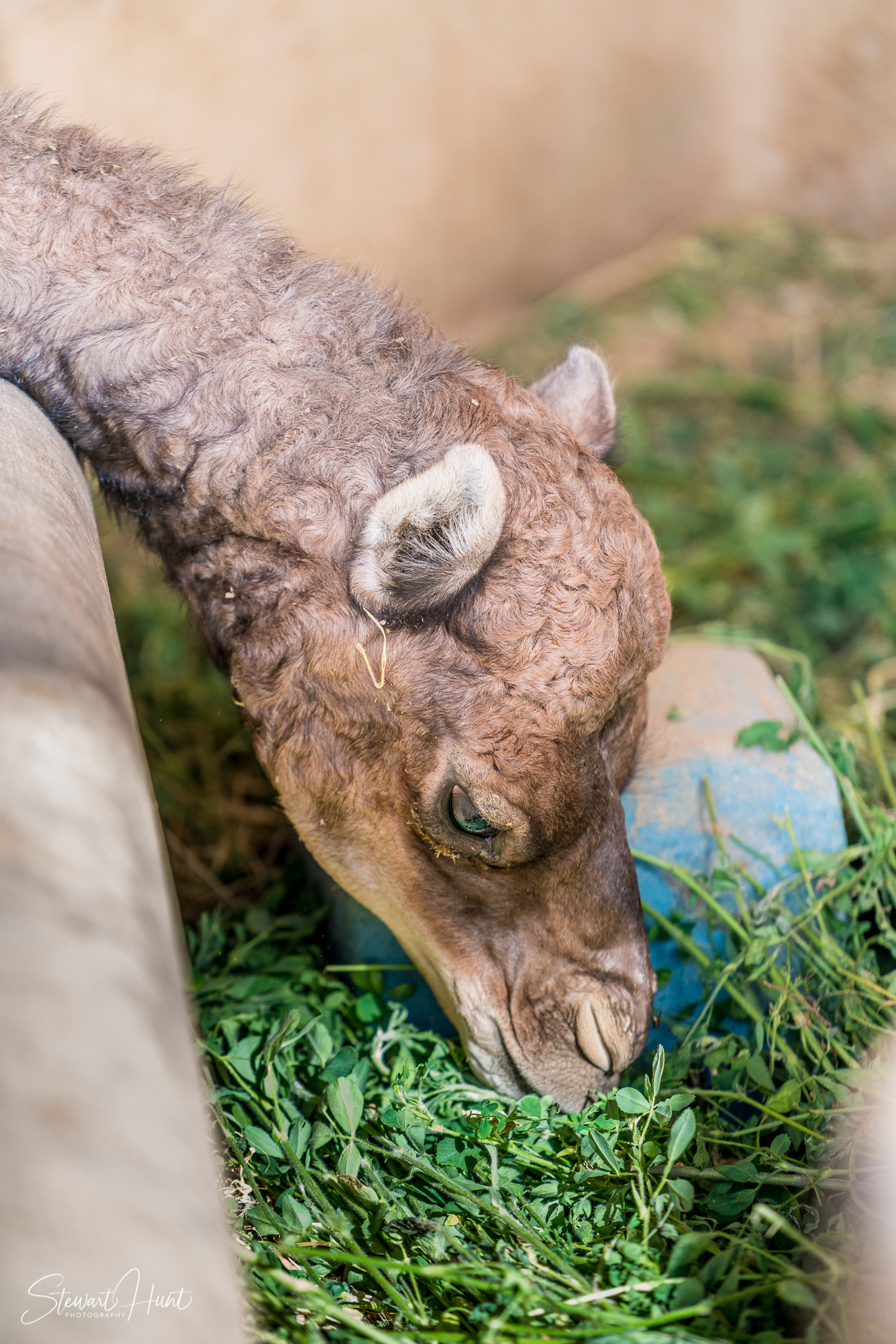 Ali Pottery Al Jazayer Camel Farm 5707
