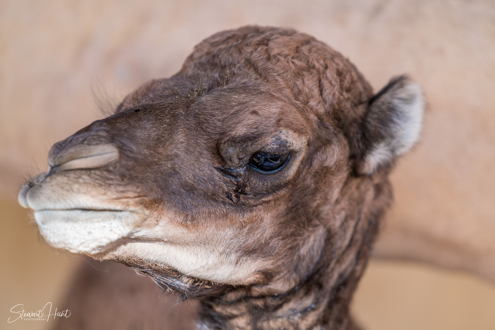 Ali Pottery Al Jazayer Camel Farm 5712