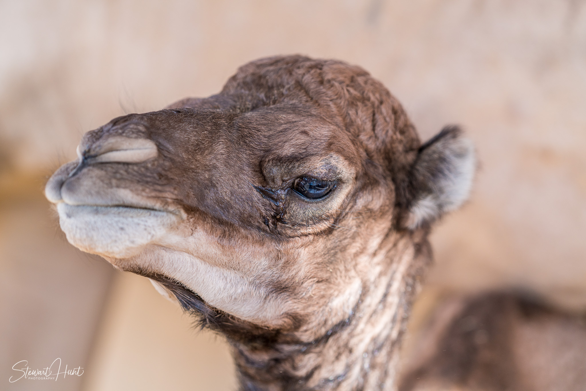 Ali Pottery Al Jazayer Camel Farm 5713