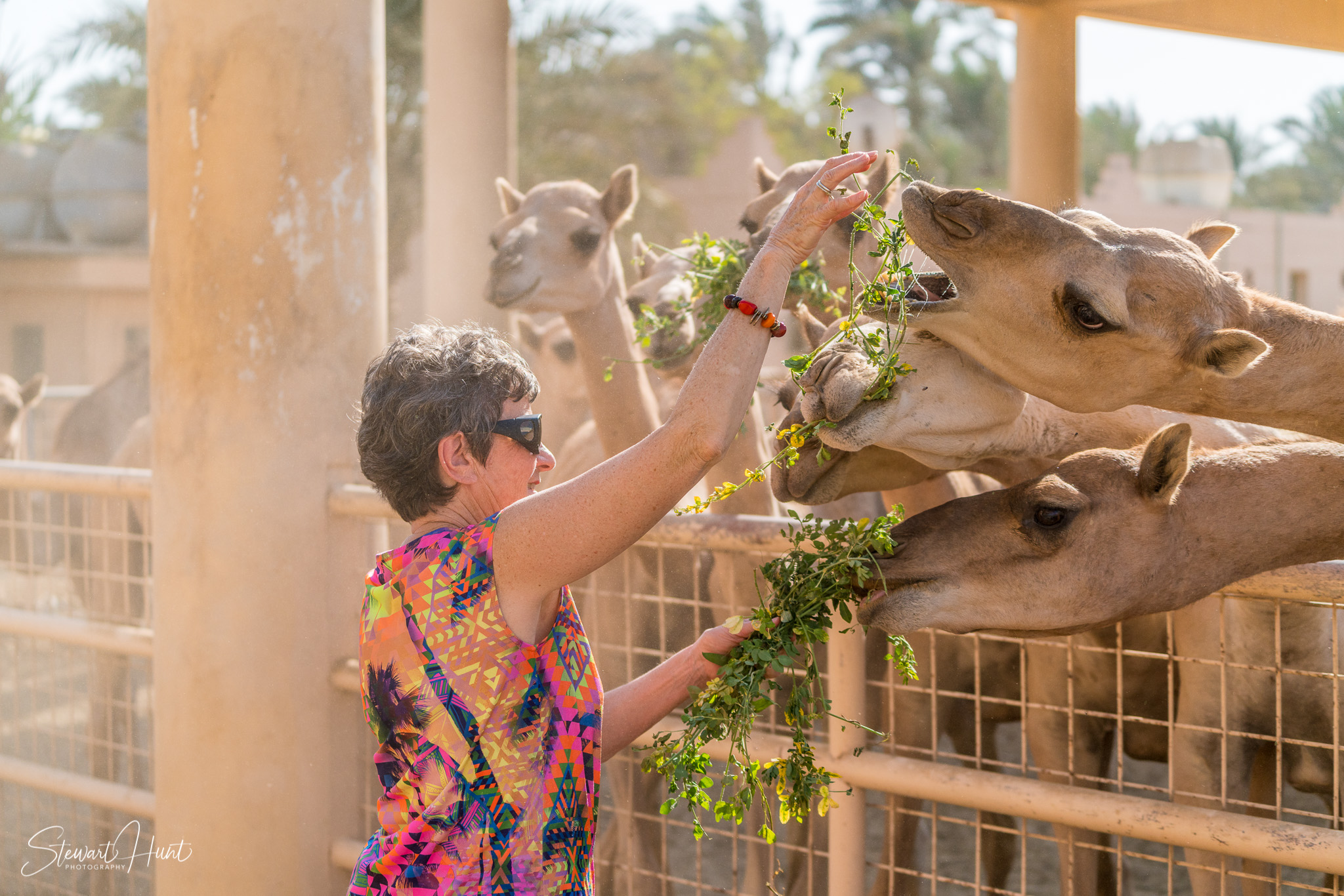 Ali Pottery Al Jazayer Camel Farm 5715