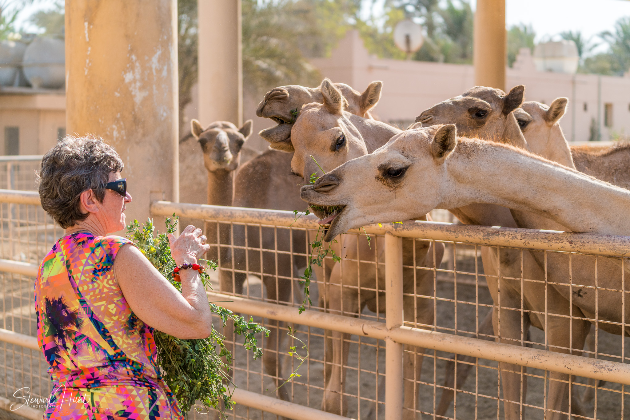 Ali Pottery Al Jazayer Camel Farm 5718