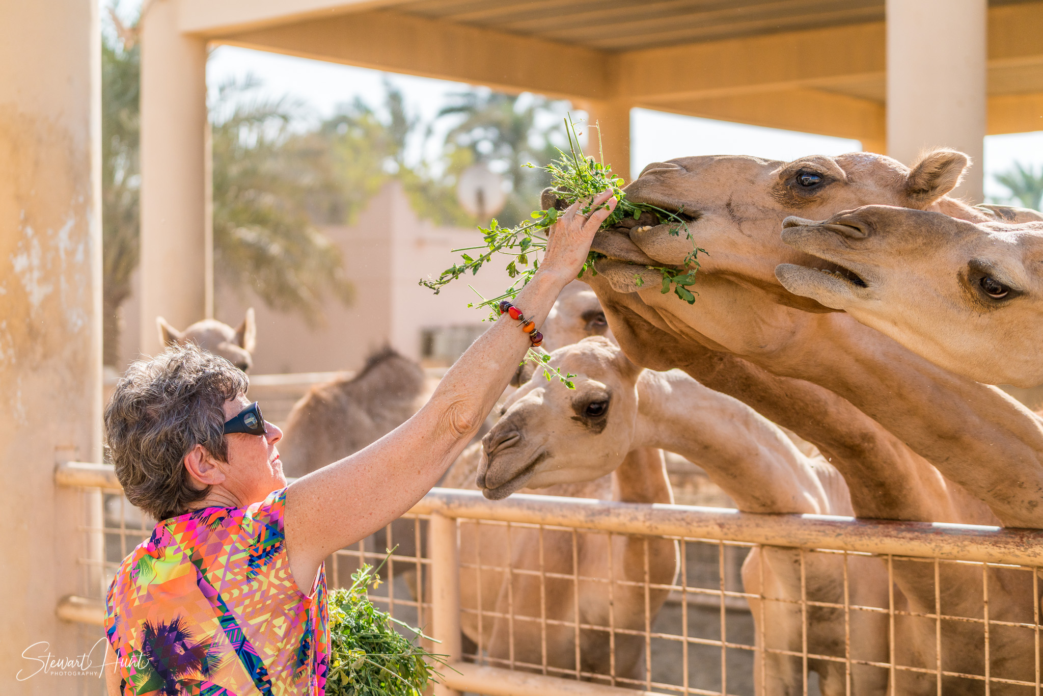 Ali Pottery Al Jazayer Camel Farm 5720