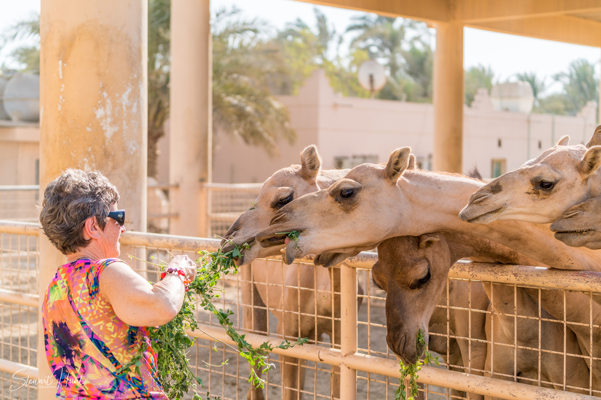 Ali Pottery Al Jazayer Camel Farm 5721