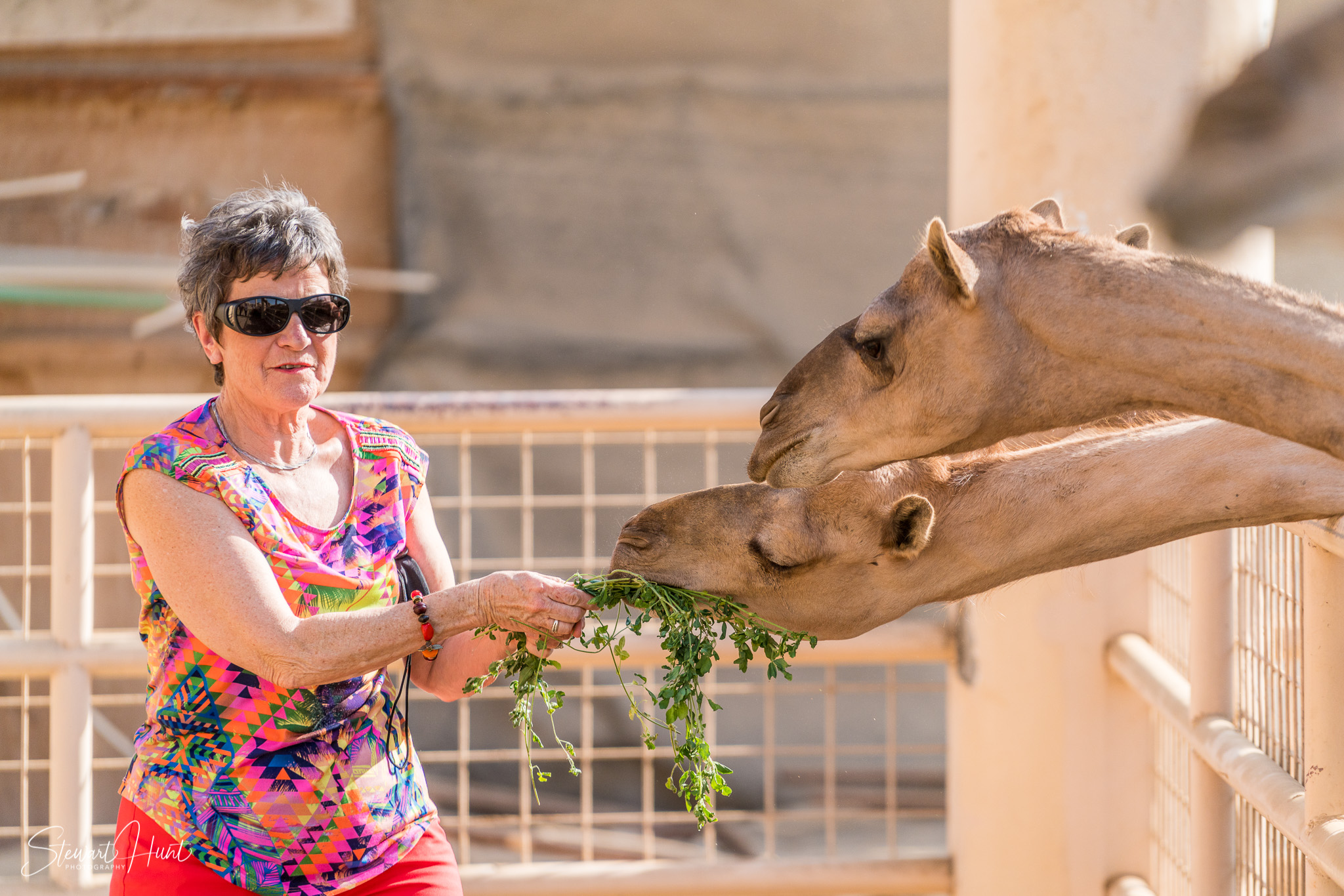 Ali Pottery Al Jazayer Camel Farm 5723