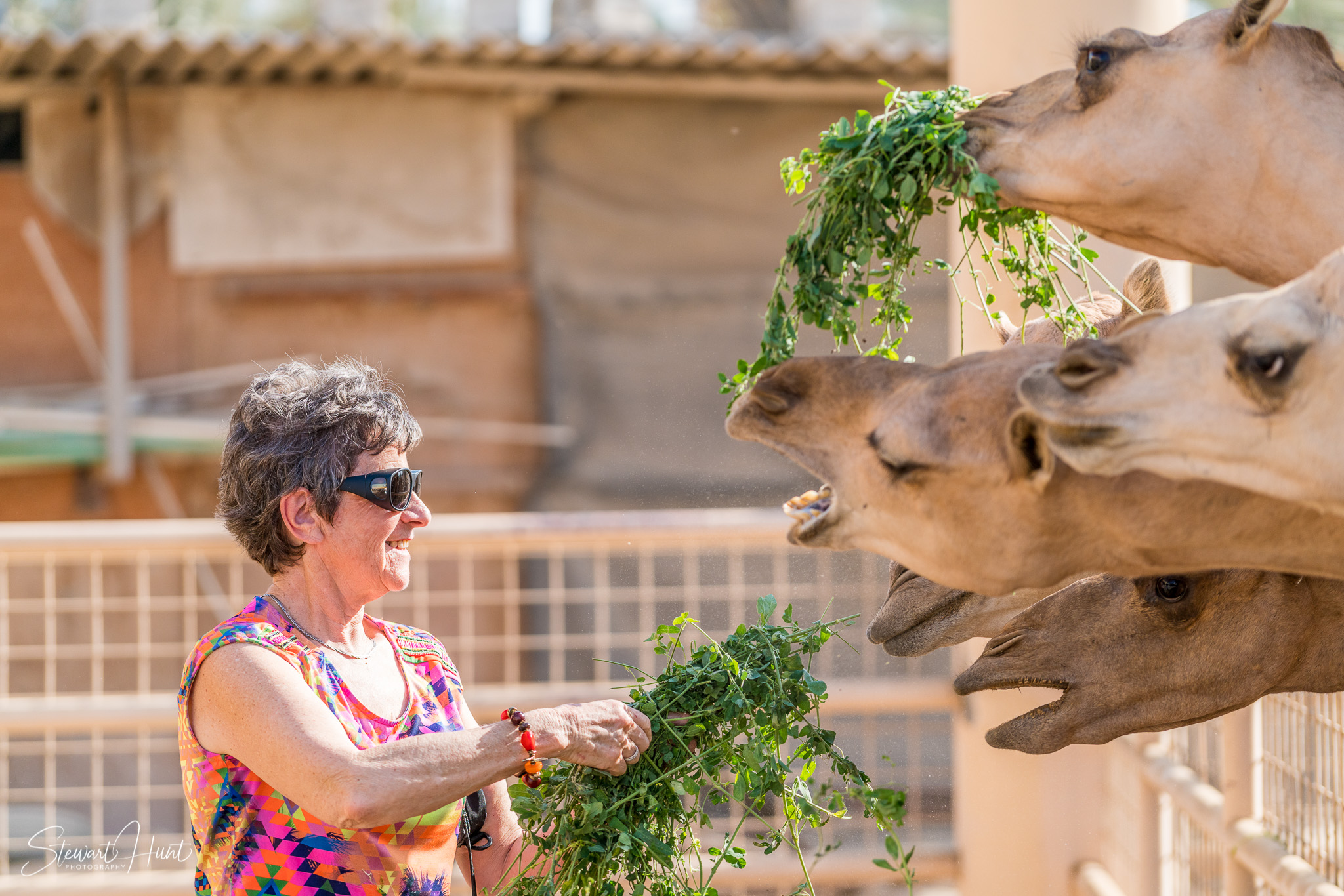 Ali Pottery Al Jazayer Camel Farm 5724