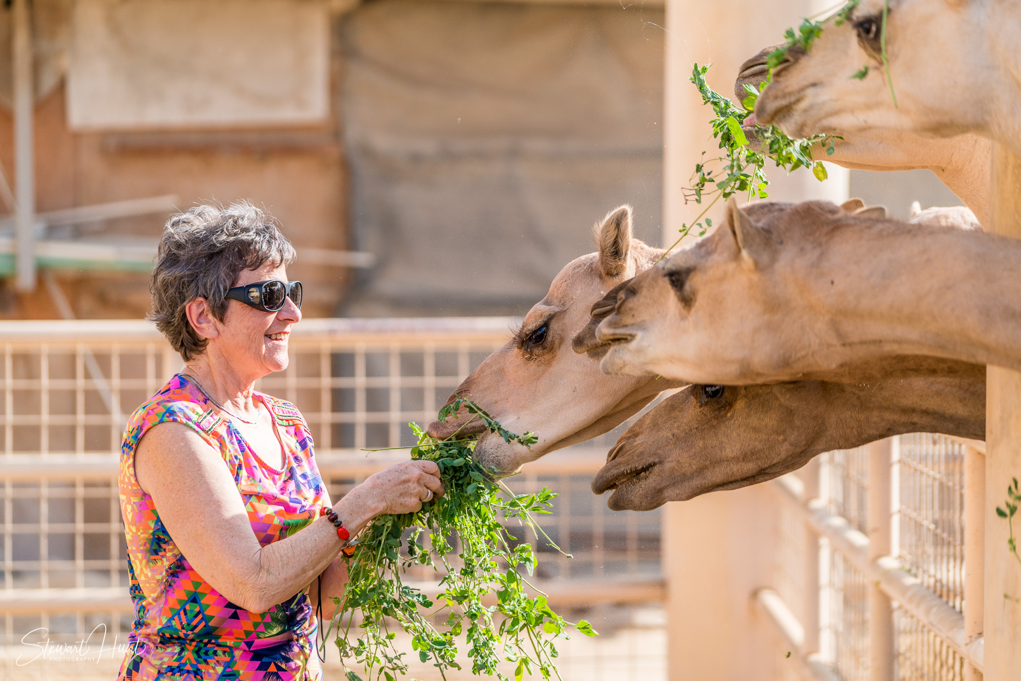 Ali Pottery Al Jazayer Camel Farm 5725