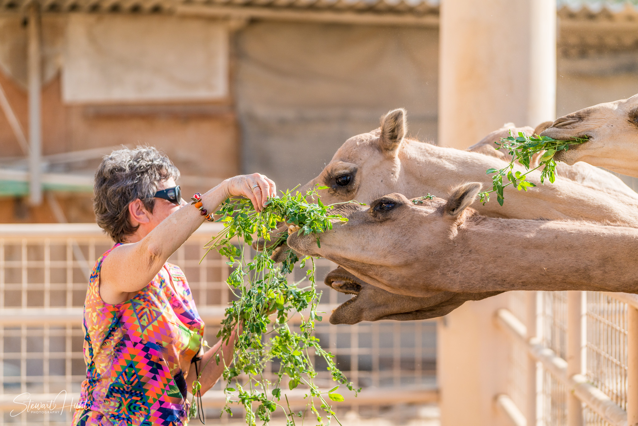 Ali Pottery Al Jazayer Camel Farm 5726