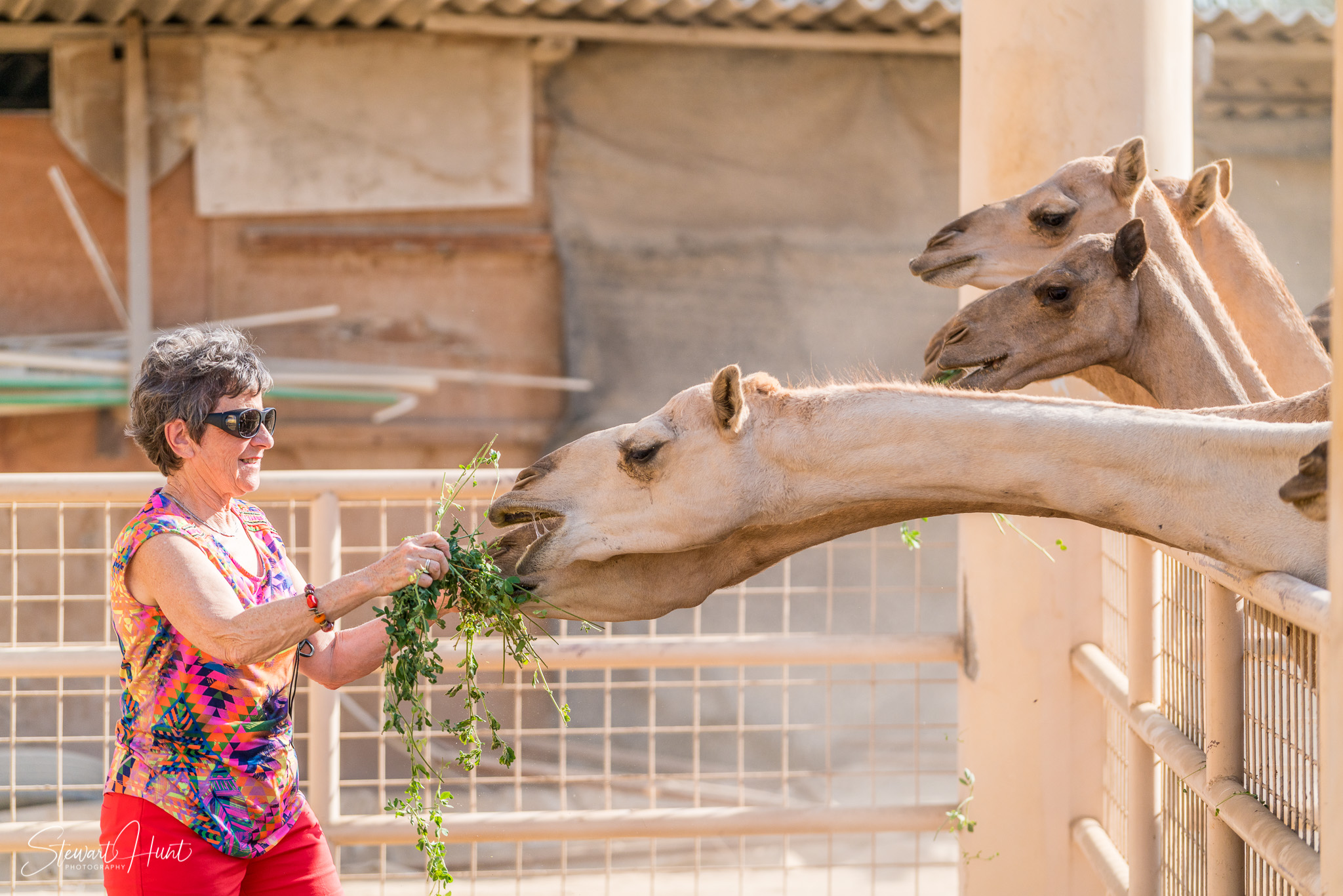Ali Pottery Al Jazayer Camel Farm 5730