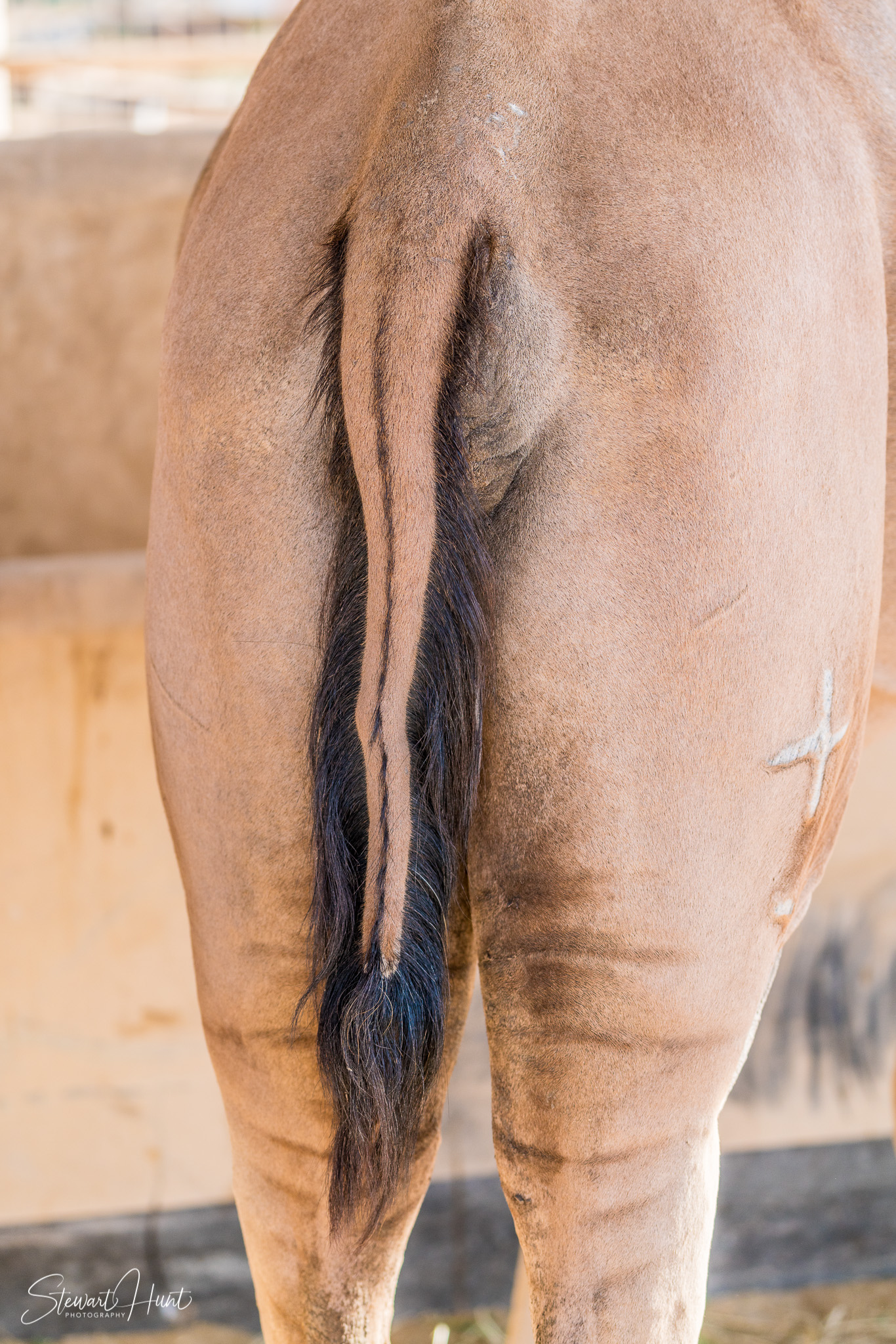 Ali Pottery Al Jazayer Camel Farm 5731