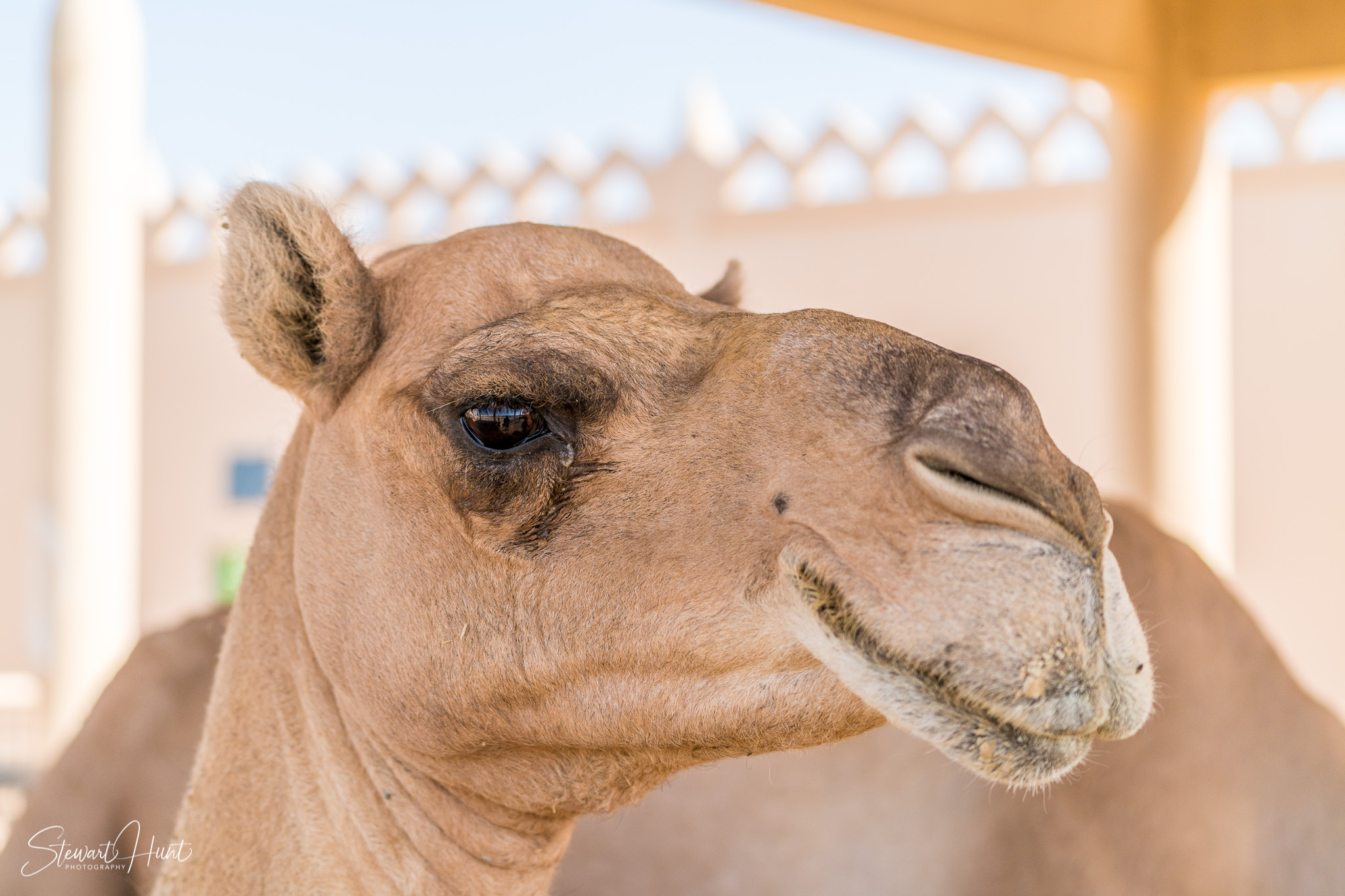 Ali Pottery Al Jazayer Camel Farm 5735