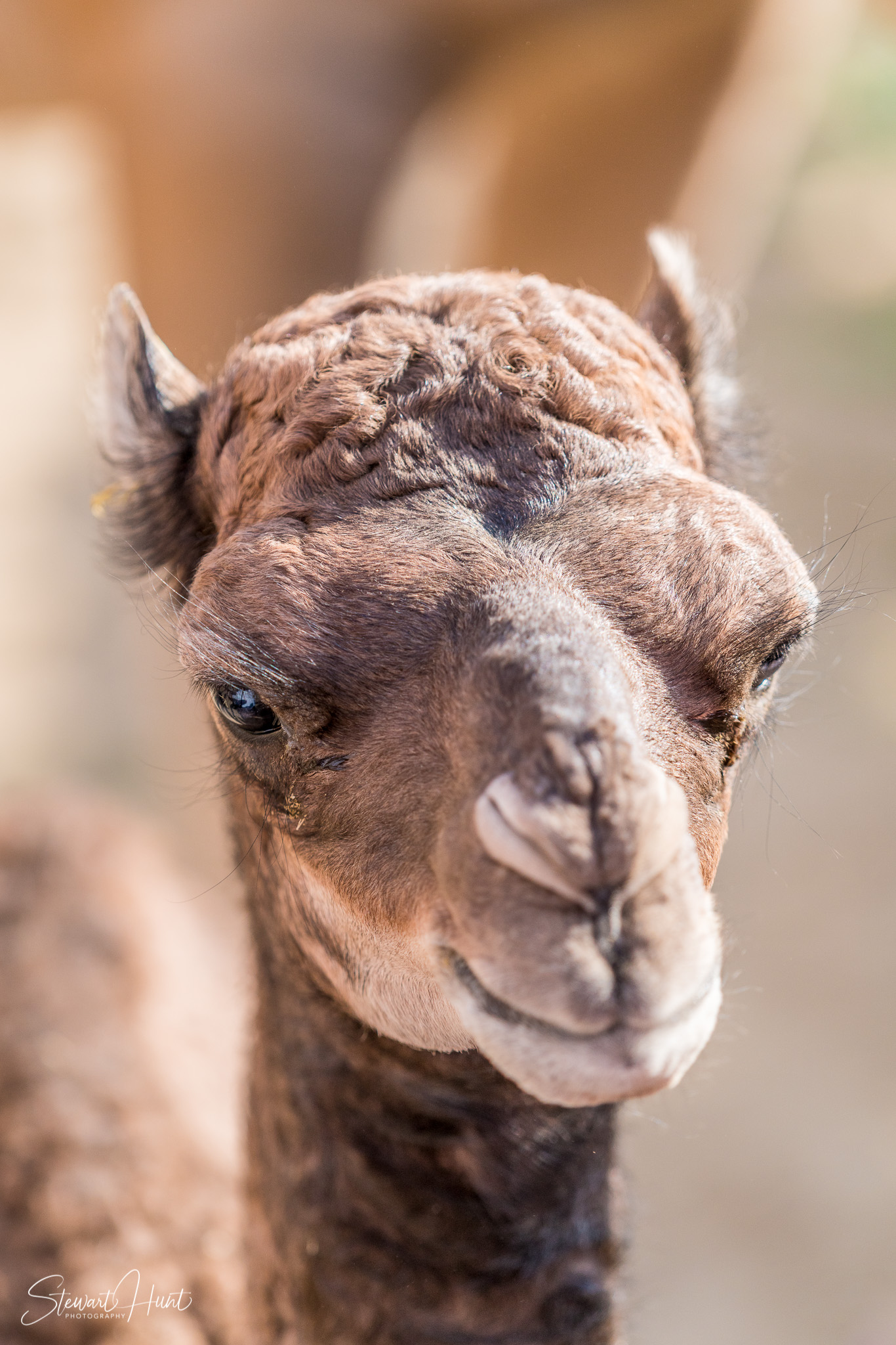 Ali Pottery Al Jazayer Camel Farm 5738