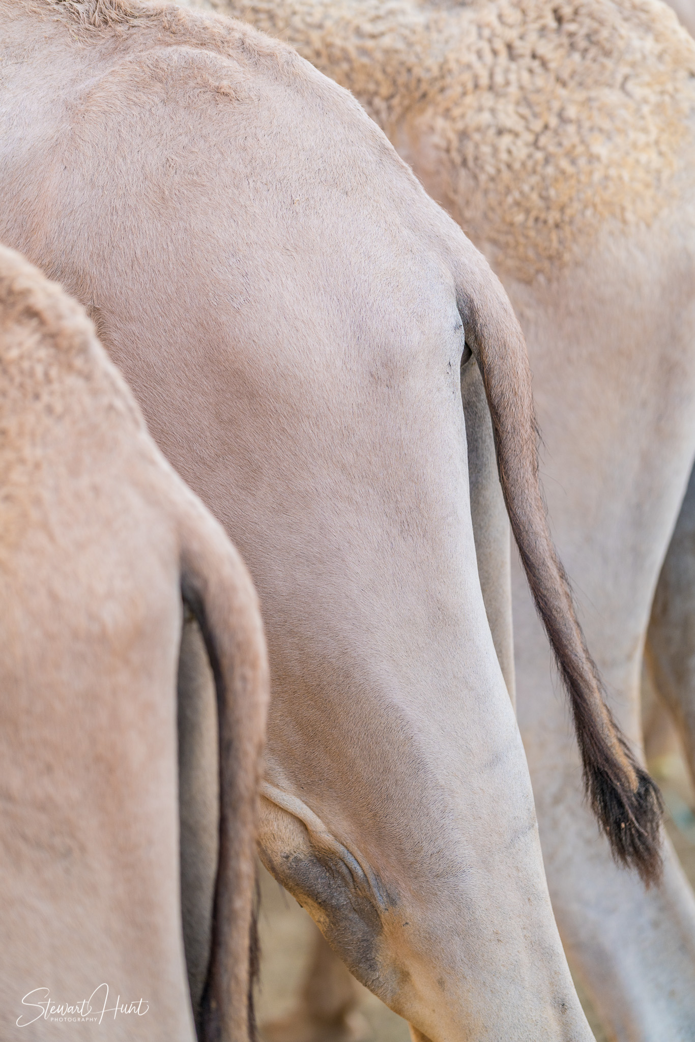 Ali Pottery Al Jazayer Camel Farm 5740