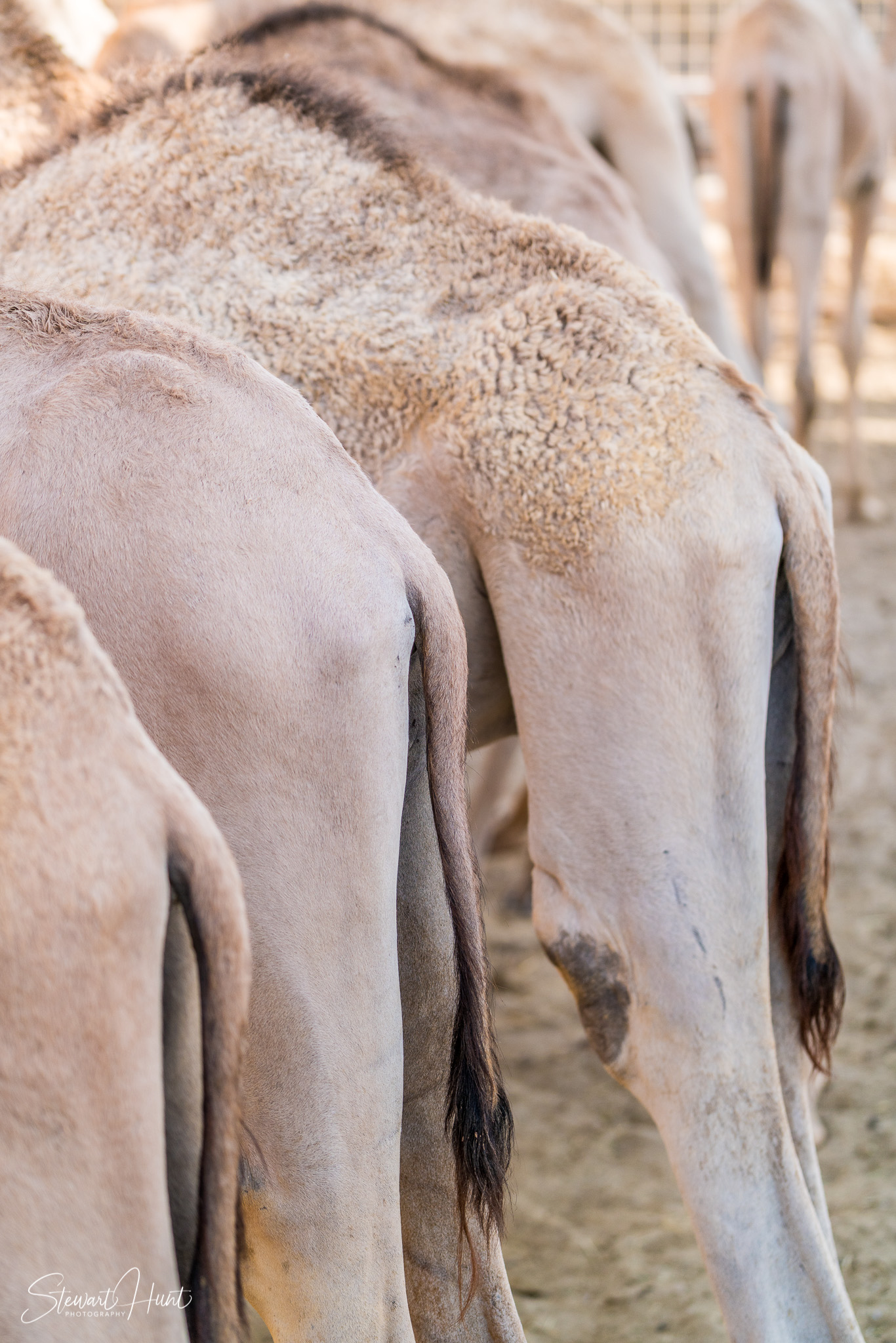 Ali Pottery Al Jazayer Camel Farm 5741